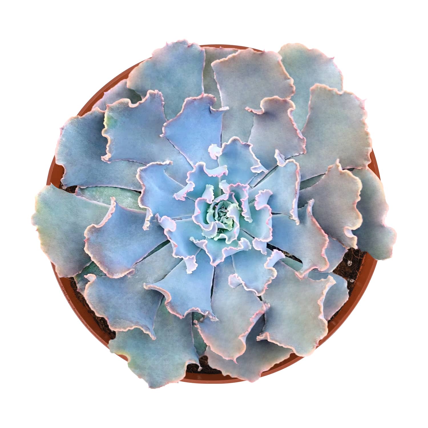 blue curls succulent Echeveria Blue Curls (6 inch) – Thenextgardener