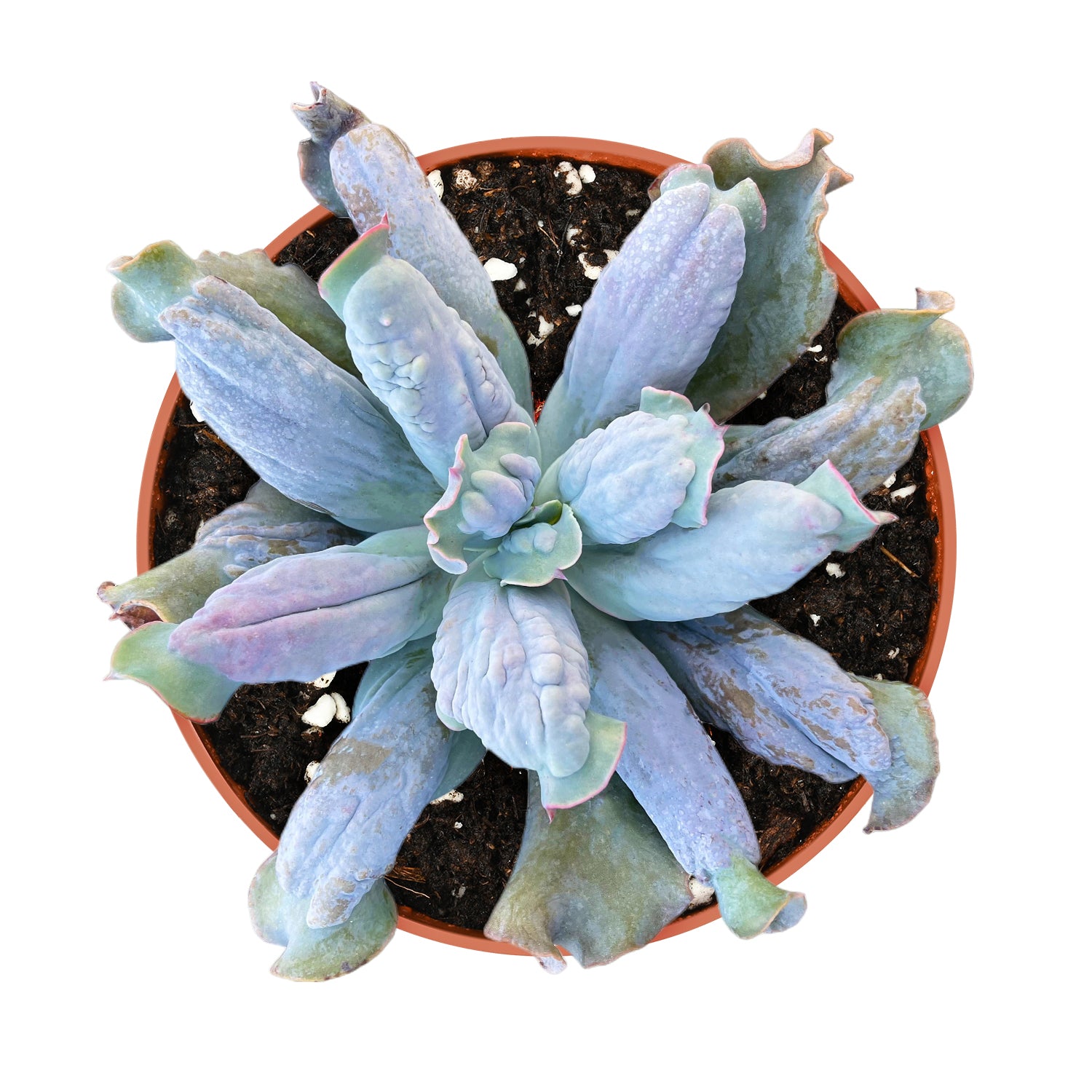 culibra succulent Echeveria 'Culibra' (4 inch)
