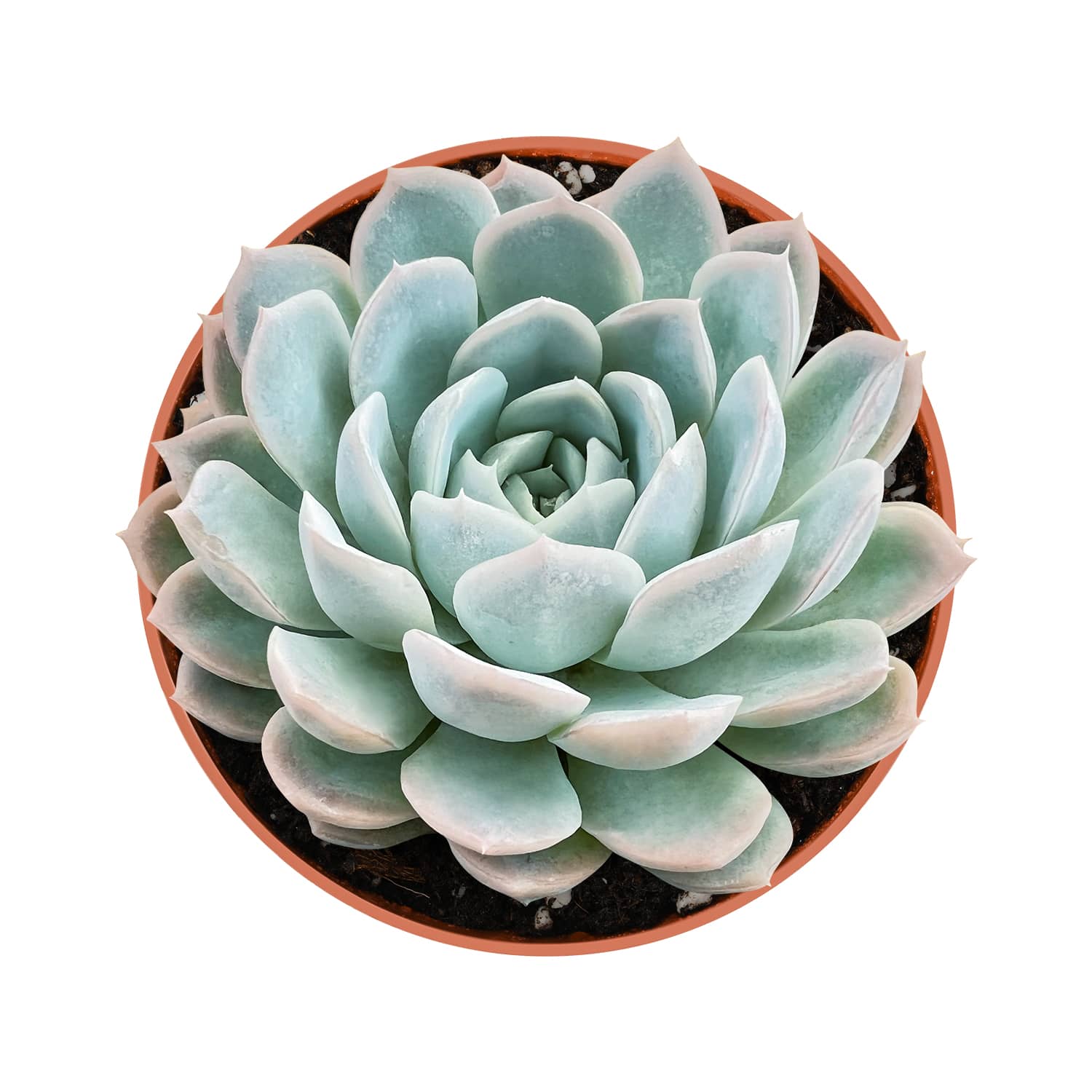 mexican snowball succulent Echeveria Elegans (Mexican Snowball) (4 inch) Multi-head / Nursery pot