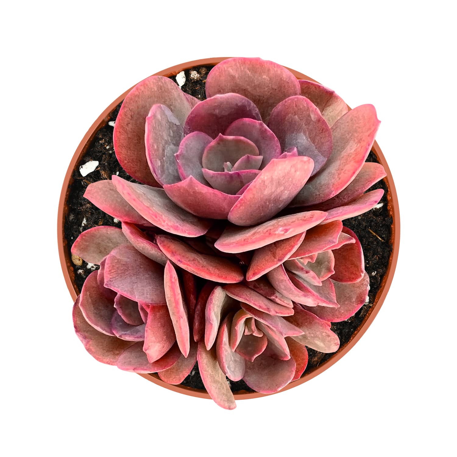 suyeon succulent Echeveria 'Suyon' (<4 inch)