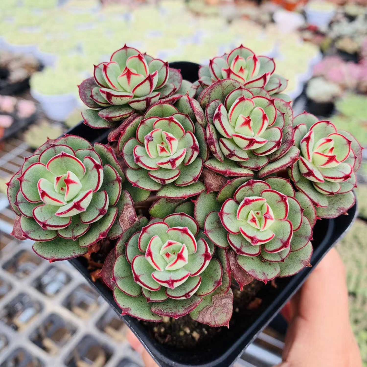 joann succulents Echeveria 'Joan Daniel'
