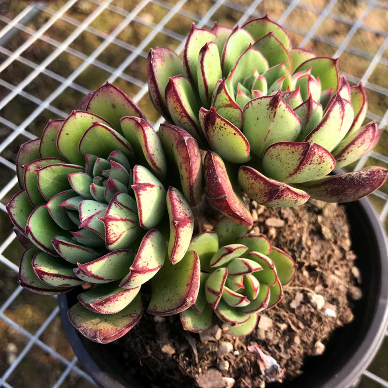 jd succulent Echeveria 'Joan Daniel', A Hairy Succulent
