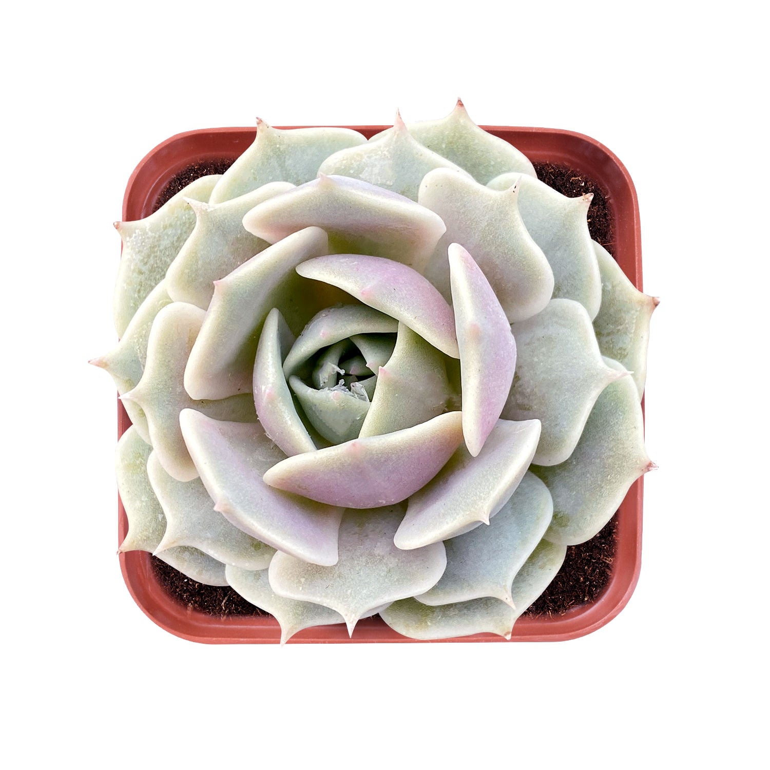 lola succulent care Echeveria 'Lola' 5 Plants