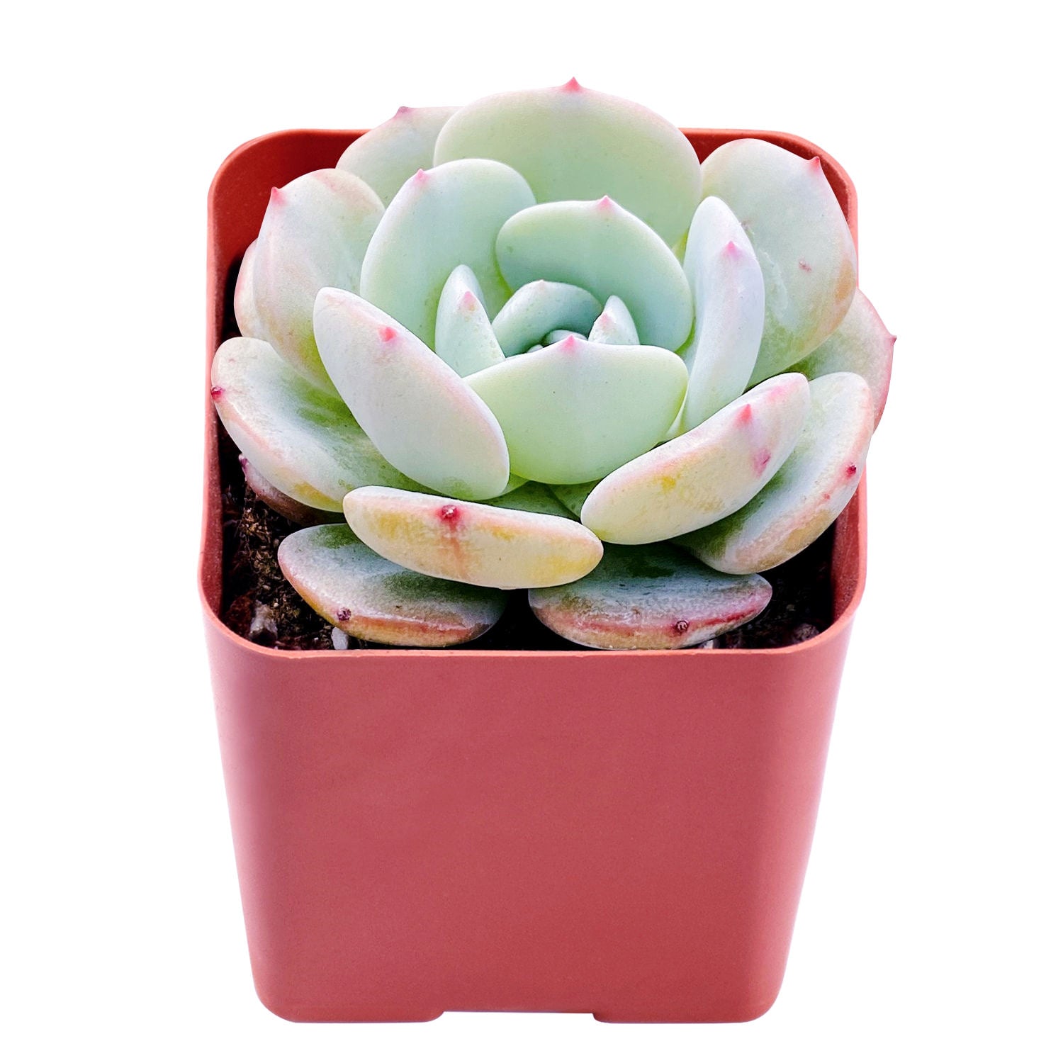 fleur blanc succulent Echeveria 'Mont Blanc' – Thenextgardener