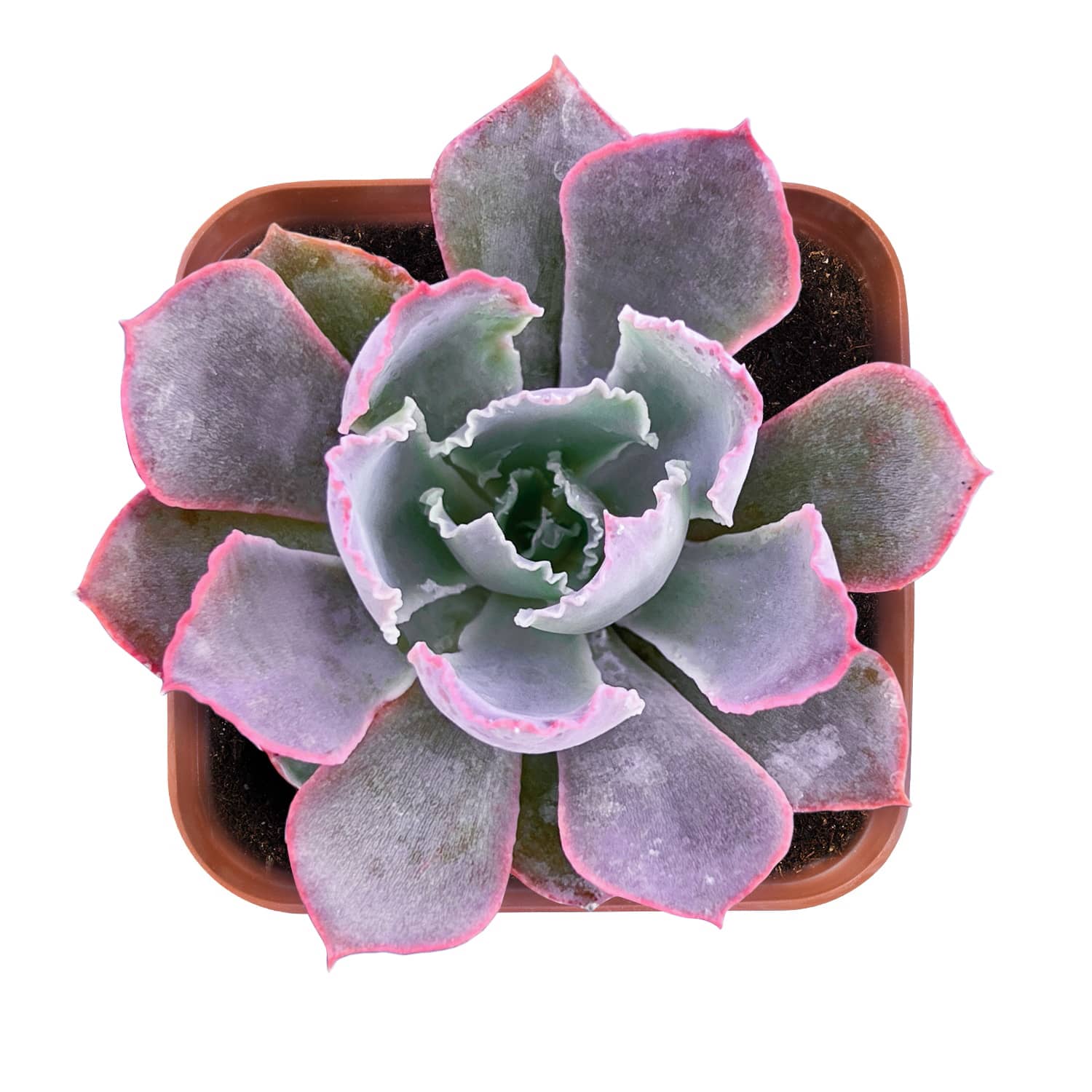 neon succulents Echeveria 'Neon Breakers'
