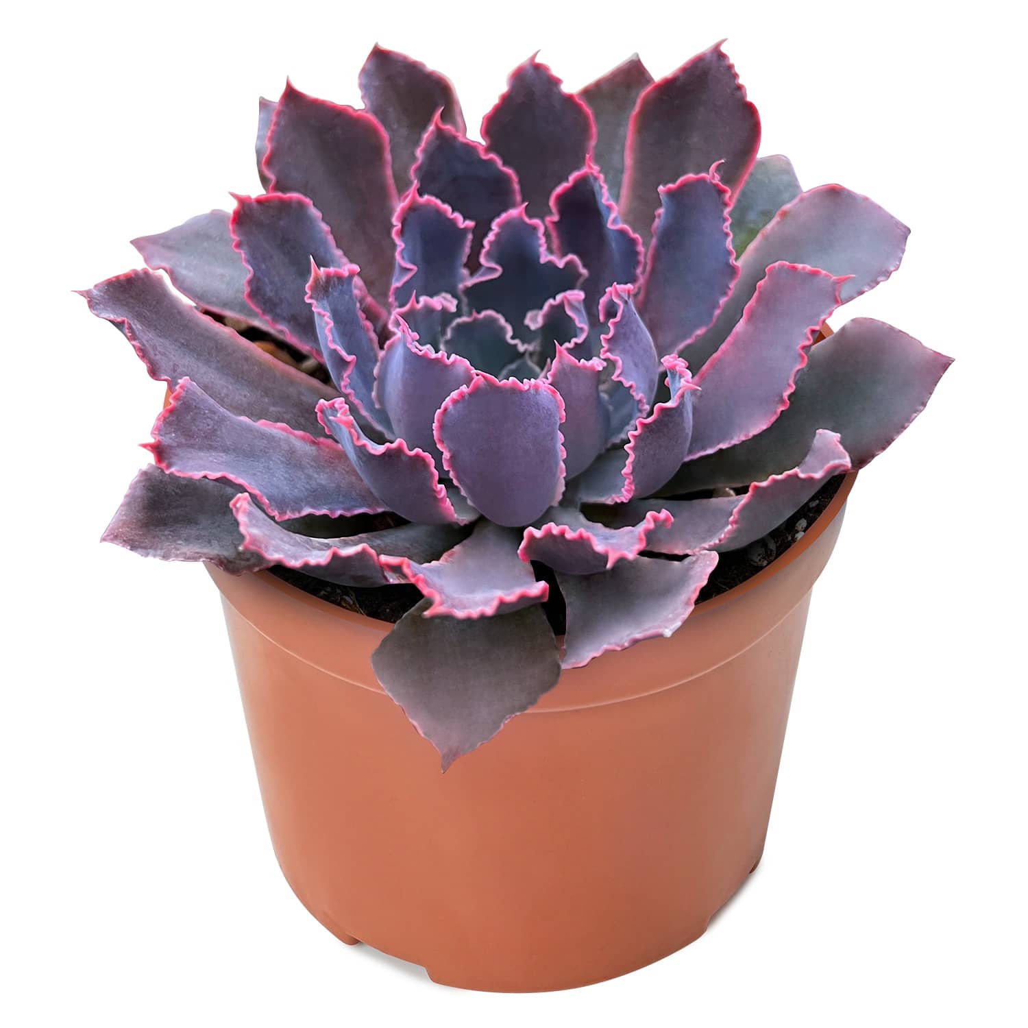 echeveria neon breaker succulent Echeveria 'Neon Breakers' (4 inch)