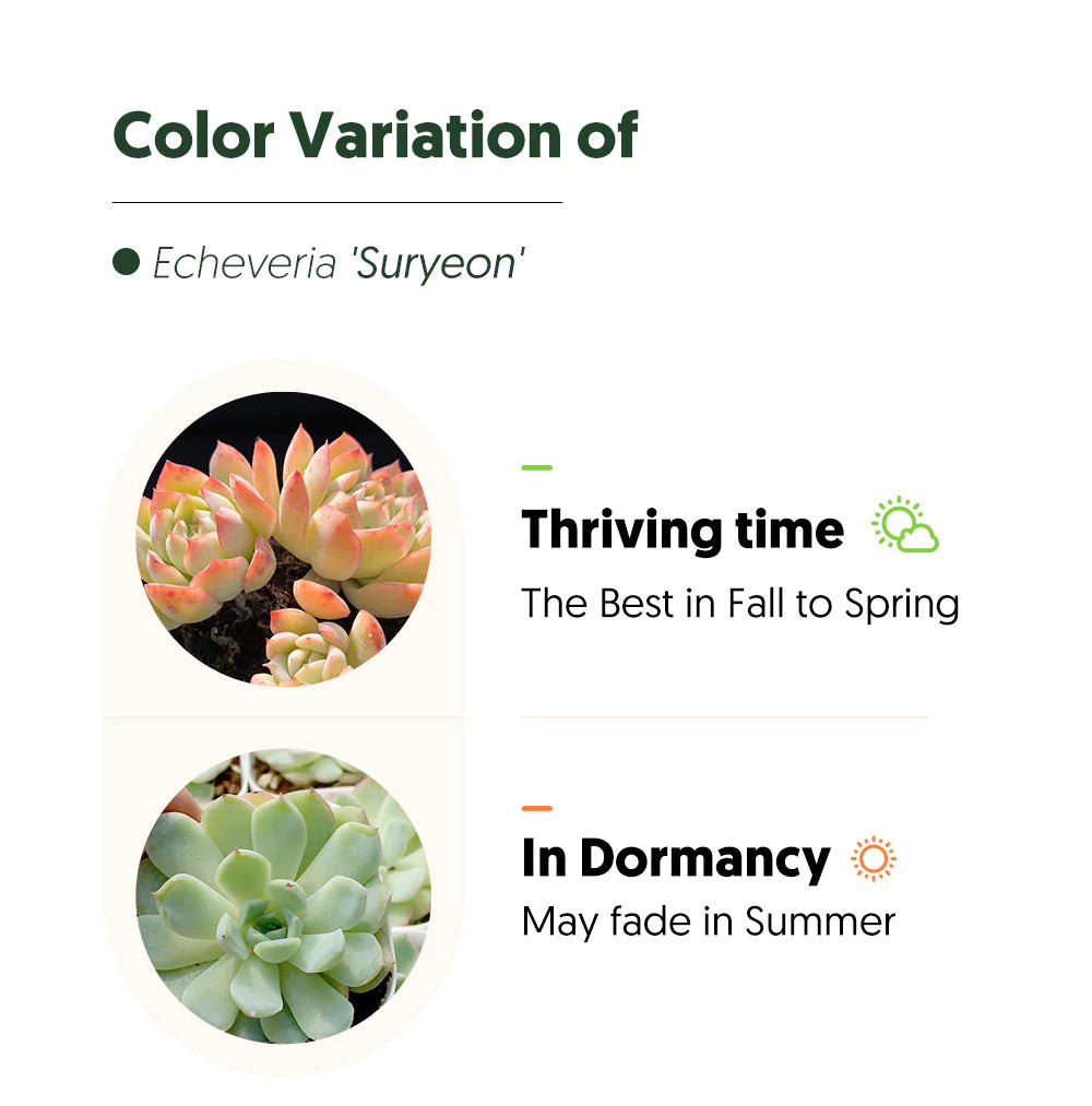 suryeon succulent Echeveria 'Suryeon' 20 Plants