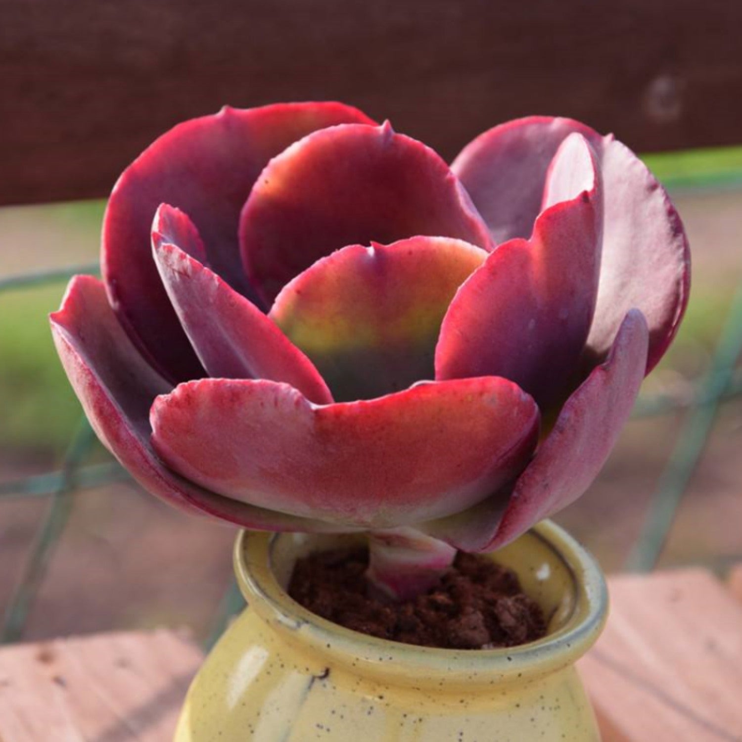 succulents red Echeveria Big Red (4 inch)