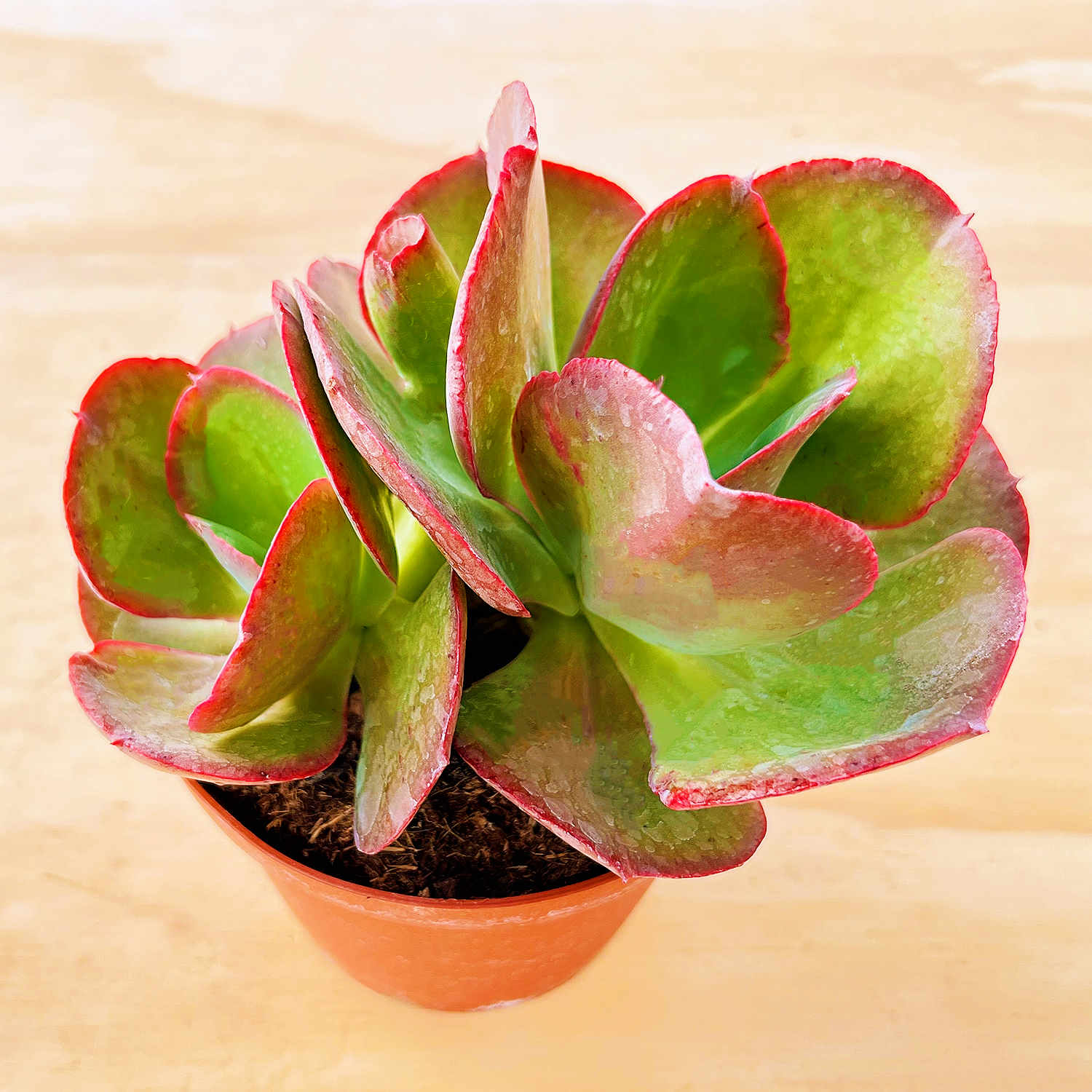 big red succulent Echeveria Big Red (6 inch)