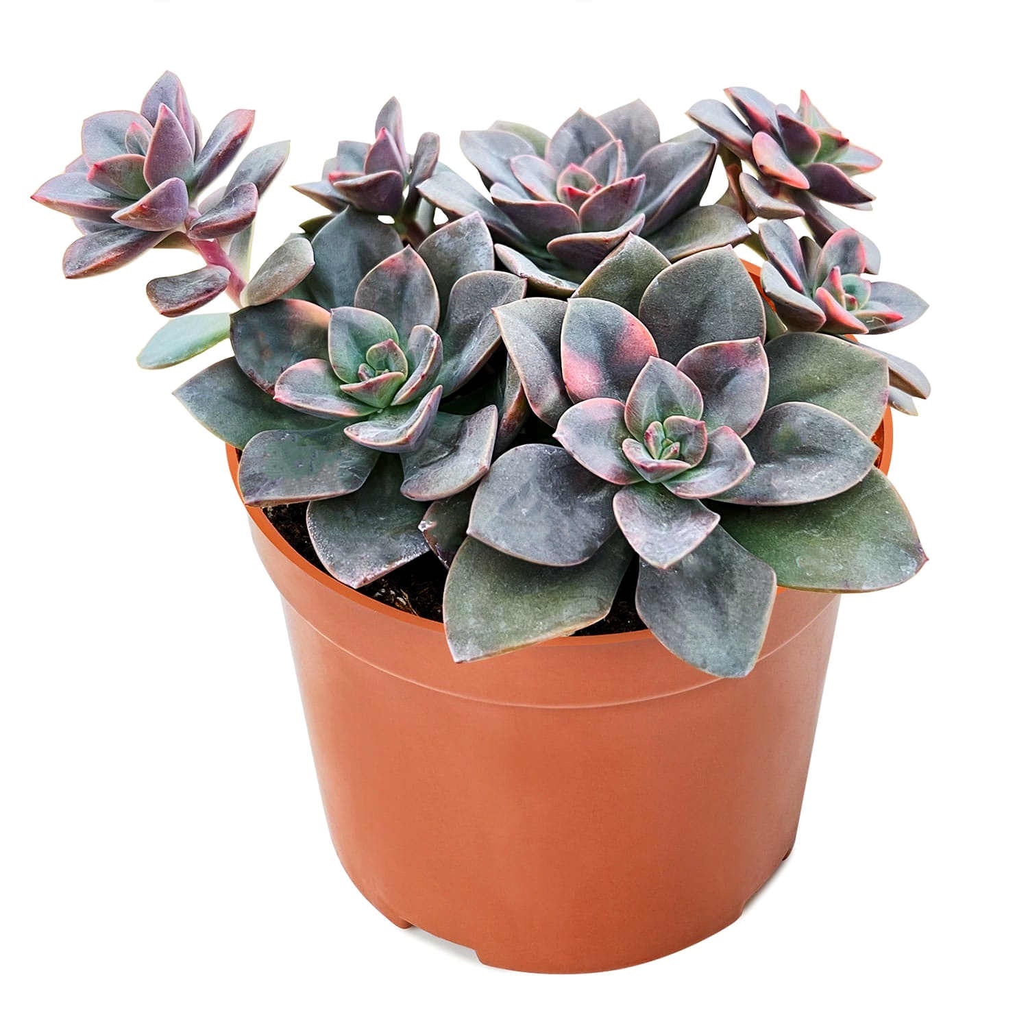 cluster succulent plant Echeveria Chroma Cluster (4 inch) – Thenextgardener