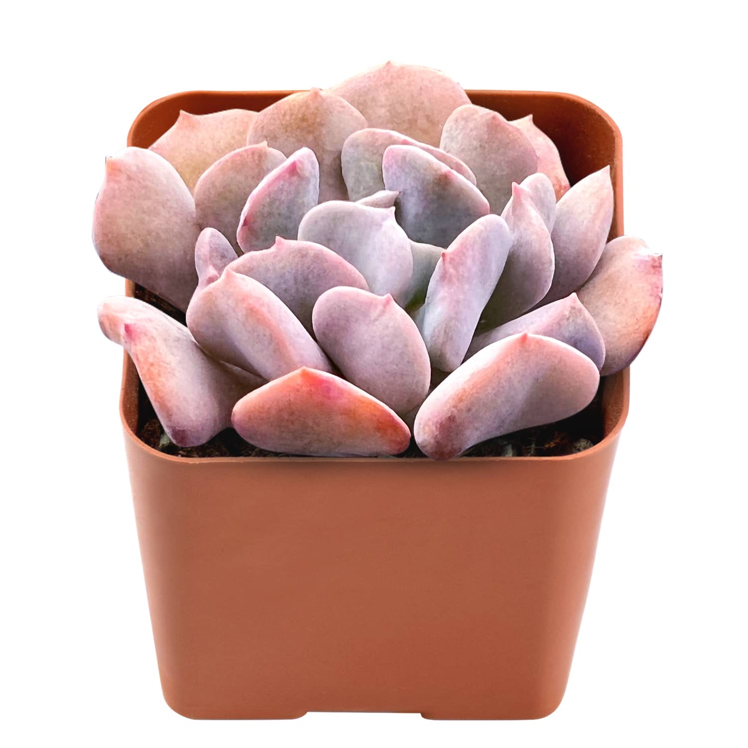 cubic frost succulent propagation Echeveria Cubic Frost 1 Plant