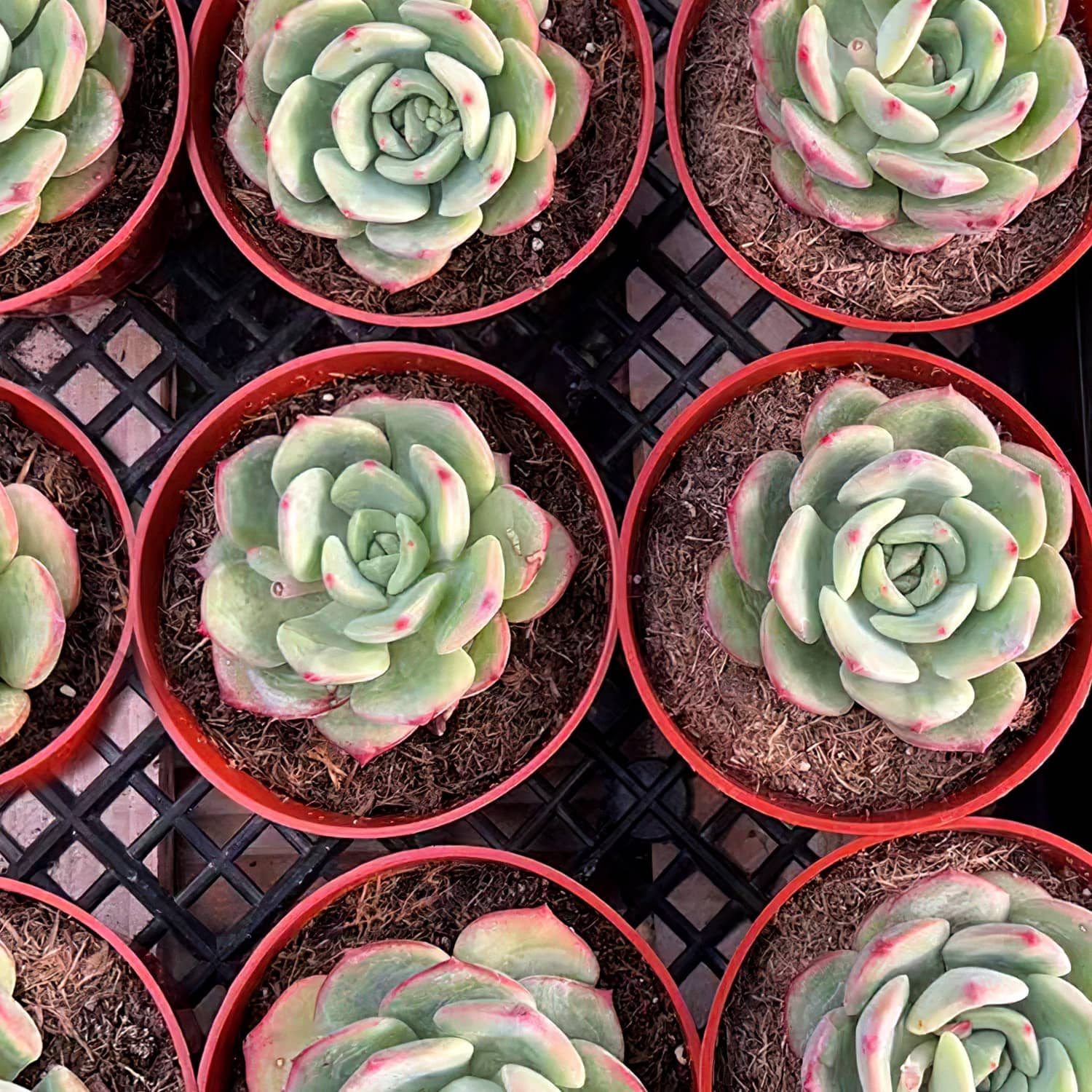 la succulents Echeveria Lala (4 inch) – Thenextgardener