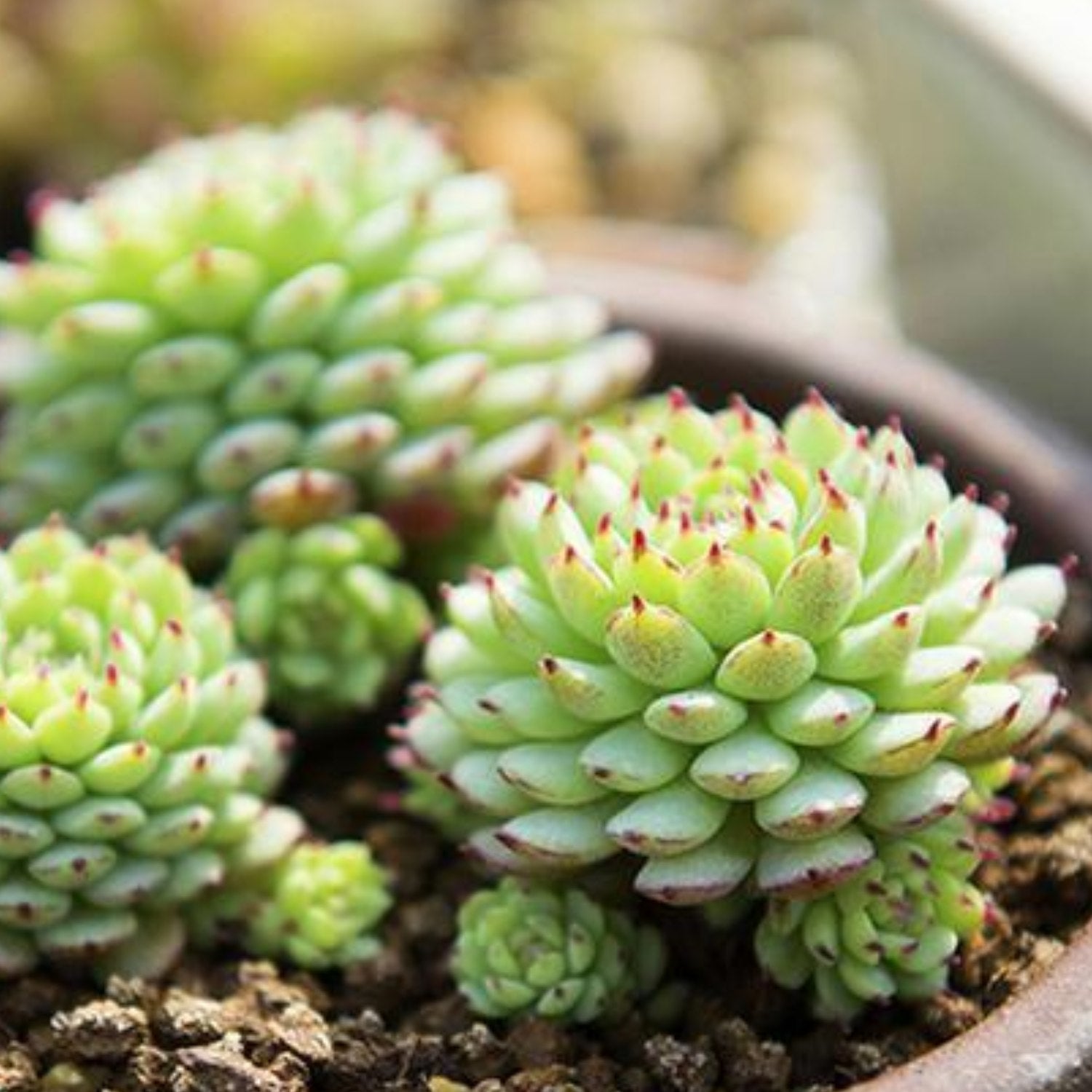 echeveria minima succulent Echeveria Minima 3 Plants