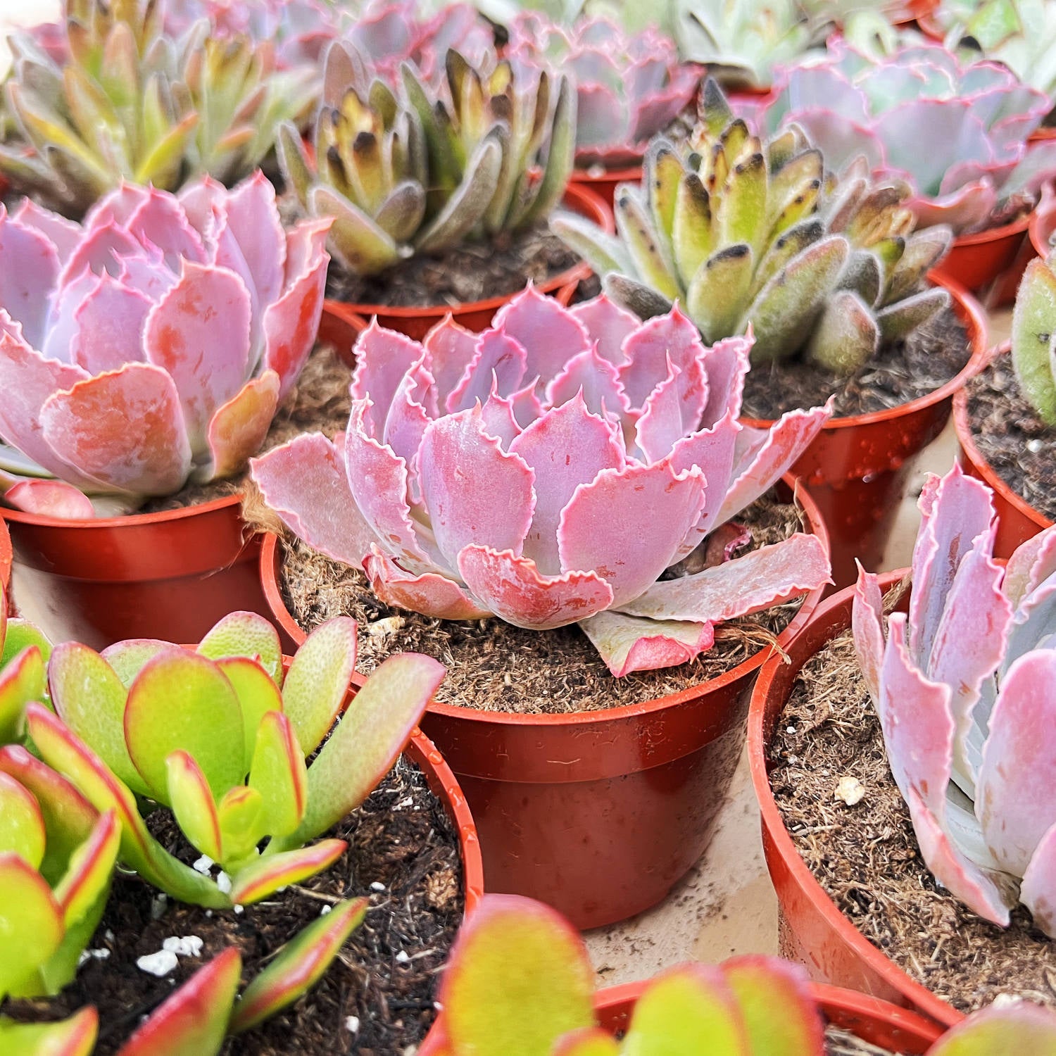 echeveria neon breaker succulent Echeveria 'Neon Breakers' (4 inch)