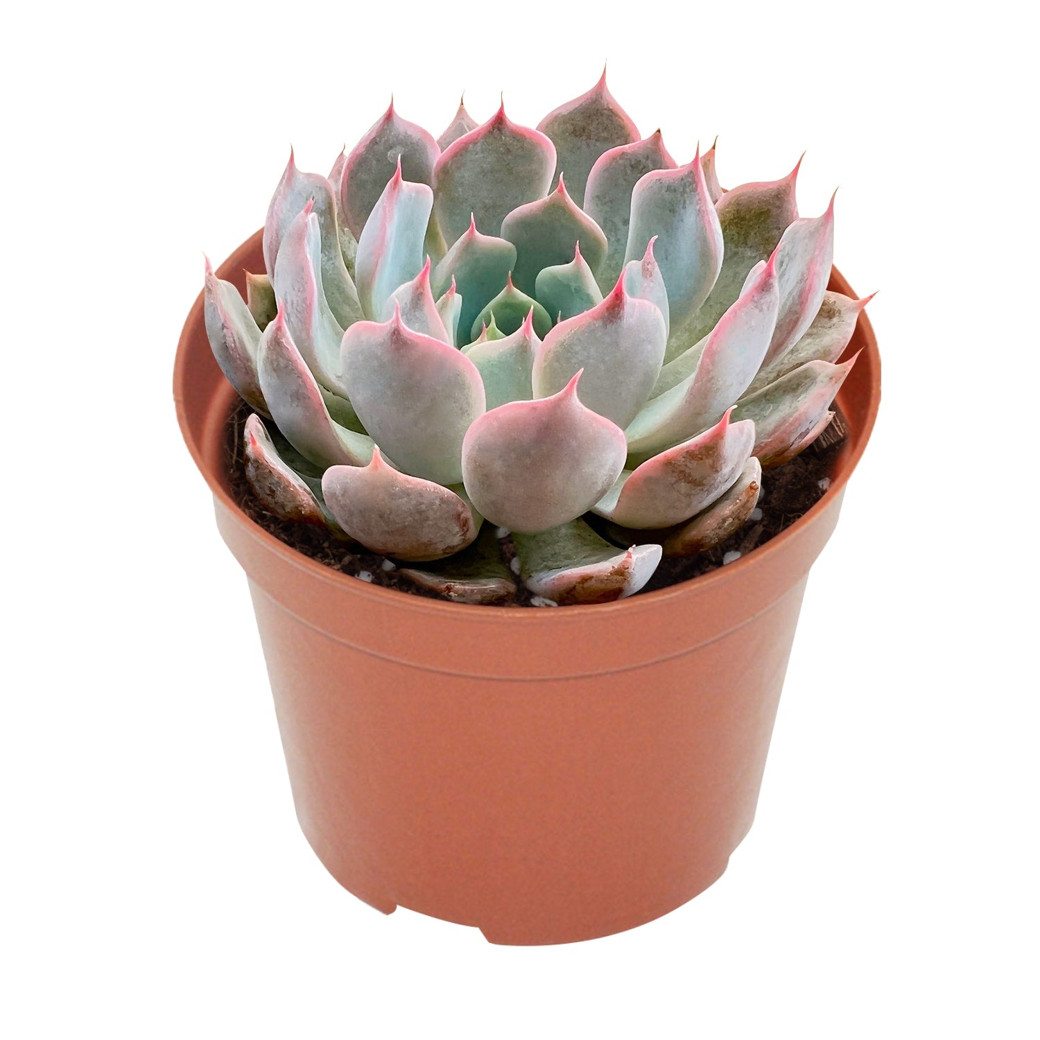 rosea succulent Echeveria Texensis Rosea (4 inch) – Thenextgardener