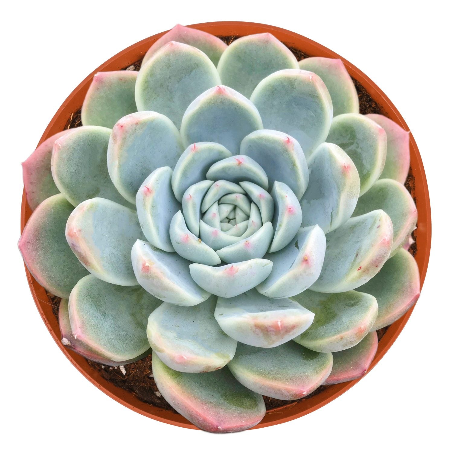 alba beauty succulent Echeveria 'Alba Beauty' (6 inch)