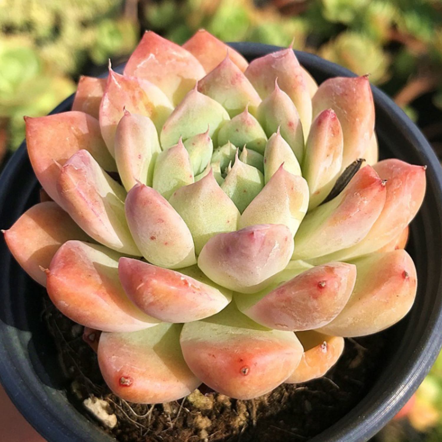 alba beauty succulent Echeveria 'Alba Beauty' (6 inch)
