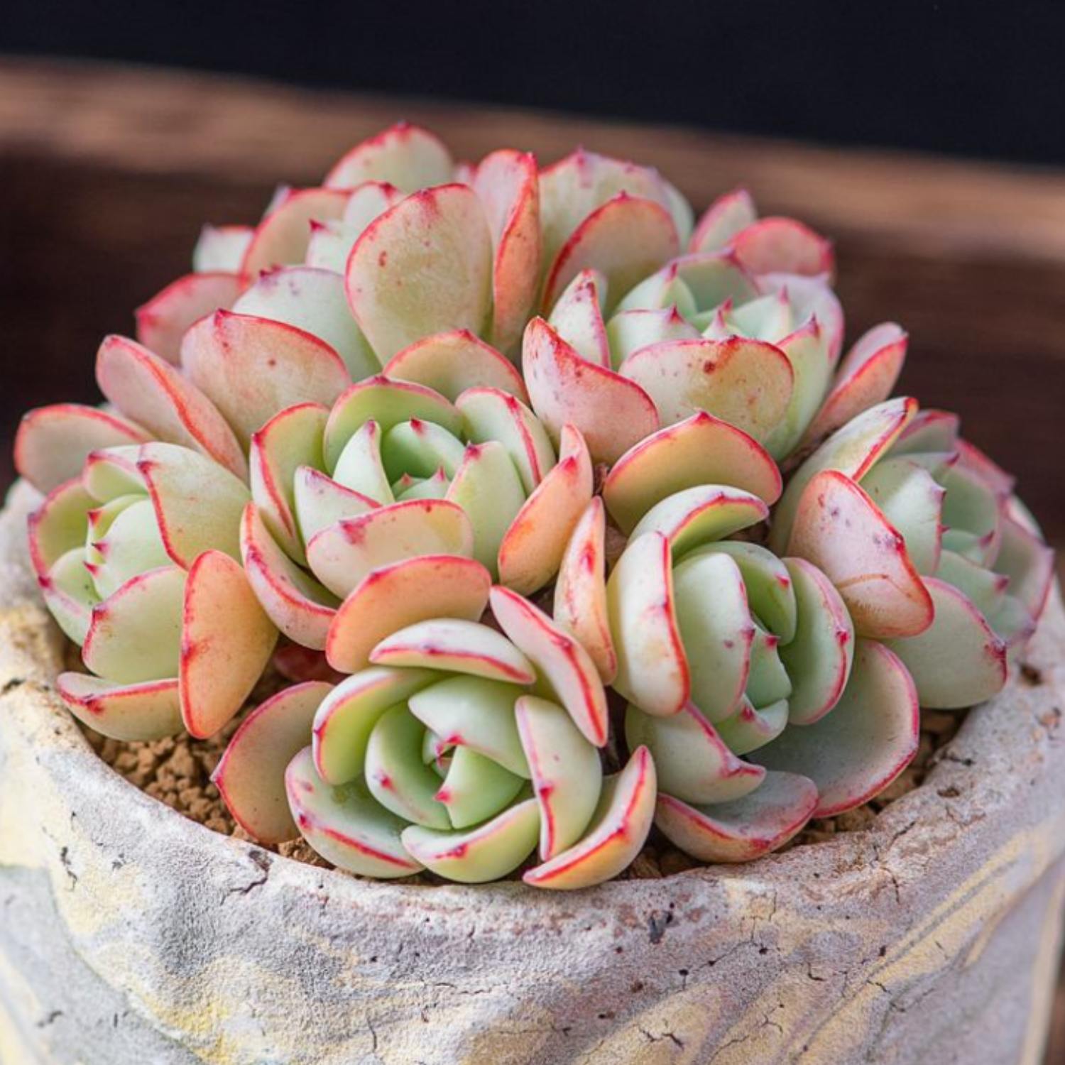 echeveria atlantis succulent Echeveria 'Atlantis' (4 inch) 10 Plants