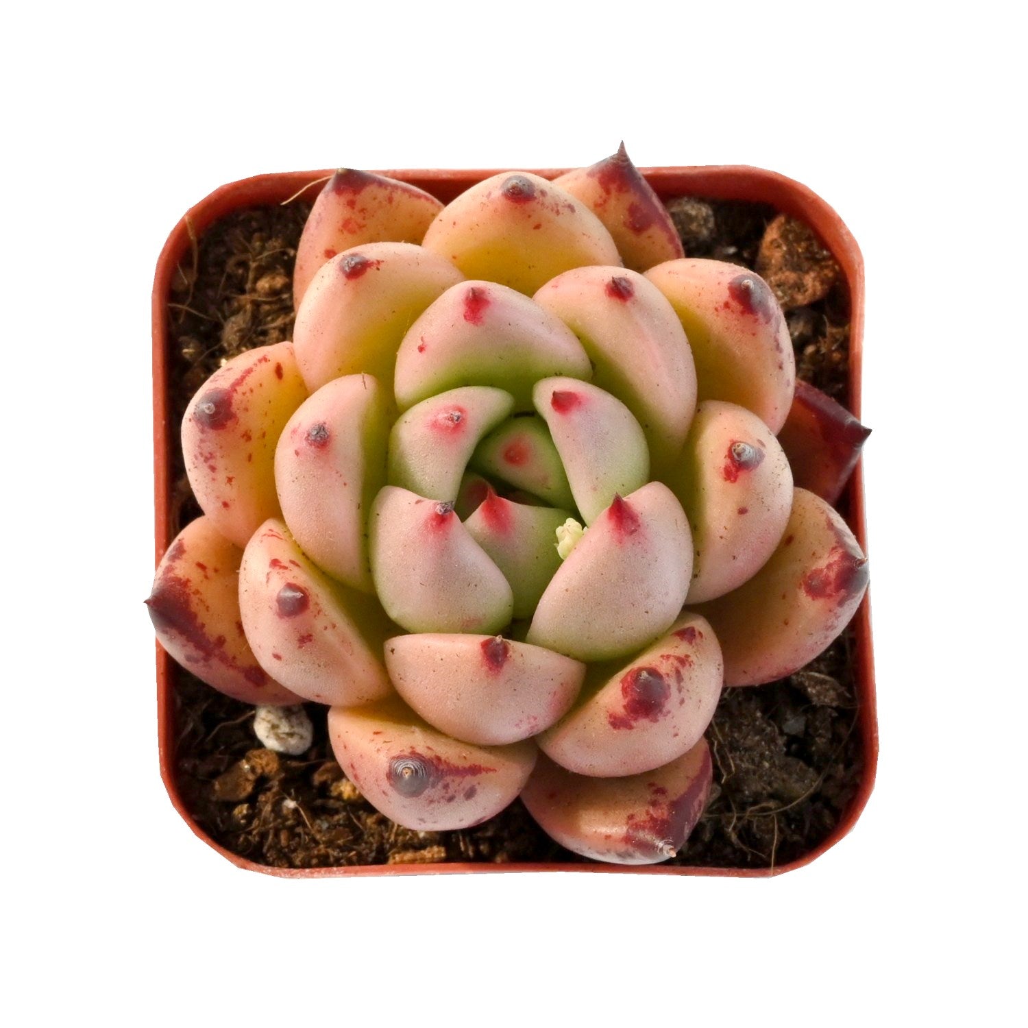 sweet pink succulent Echeveria 'Honey Pink'
