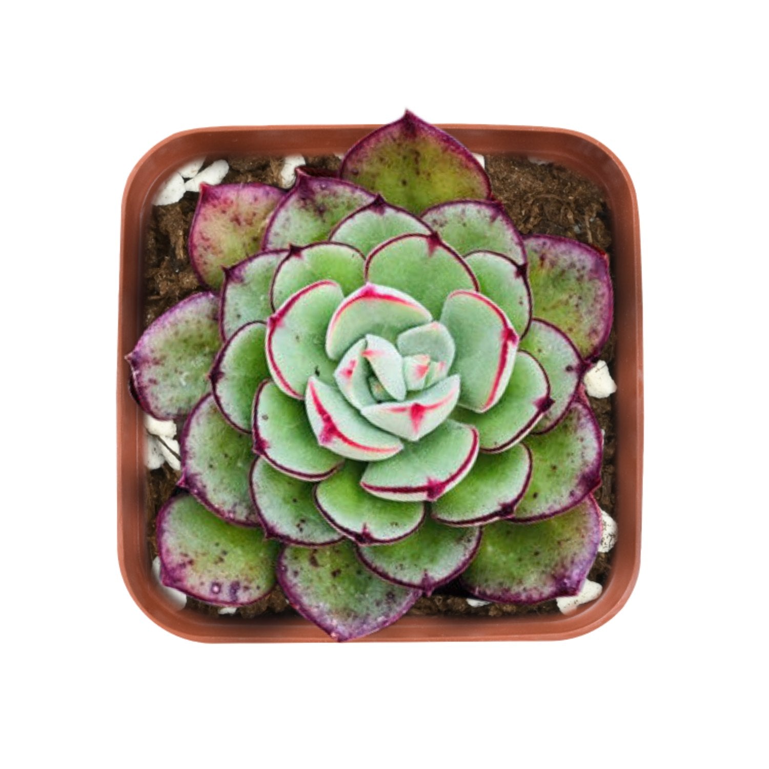 jd succulent Echeveria 'Joan Daniel'