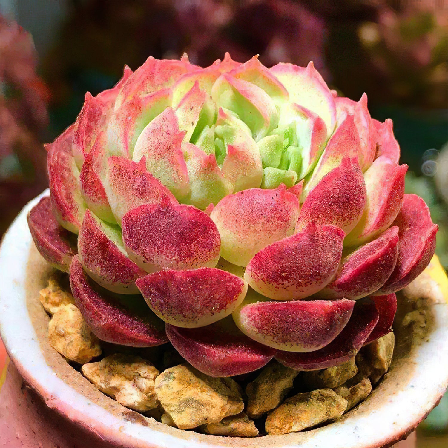 succulent with holes Echeveria 'Red Hole'