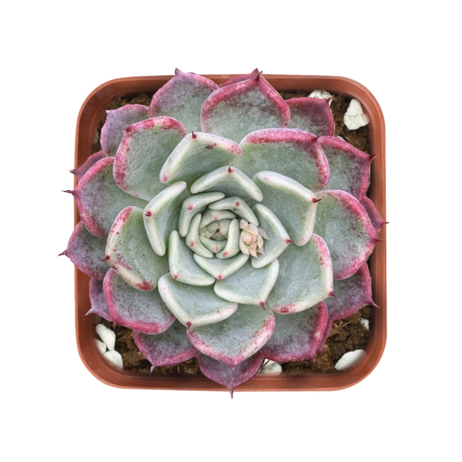 sara's succulents Echeveria 'Sara Himebotan'