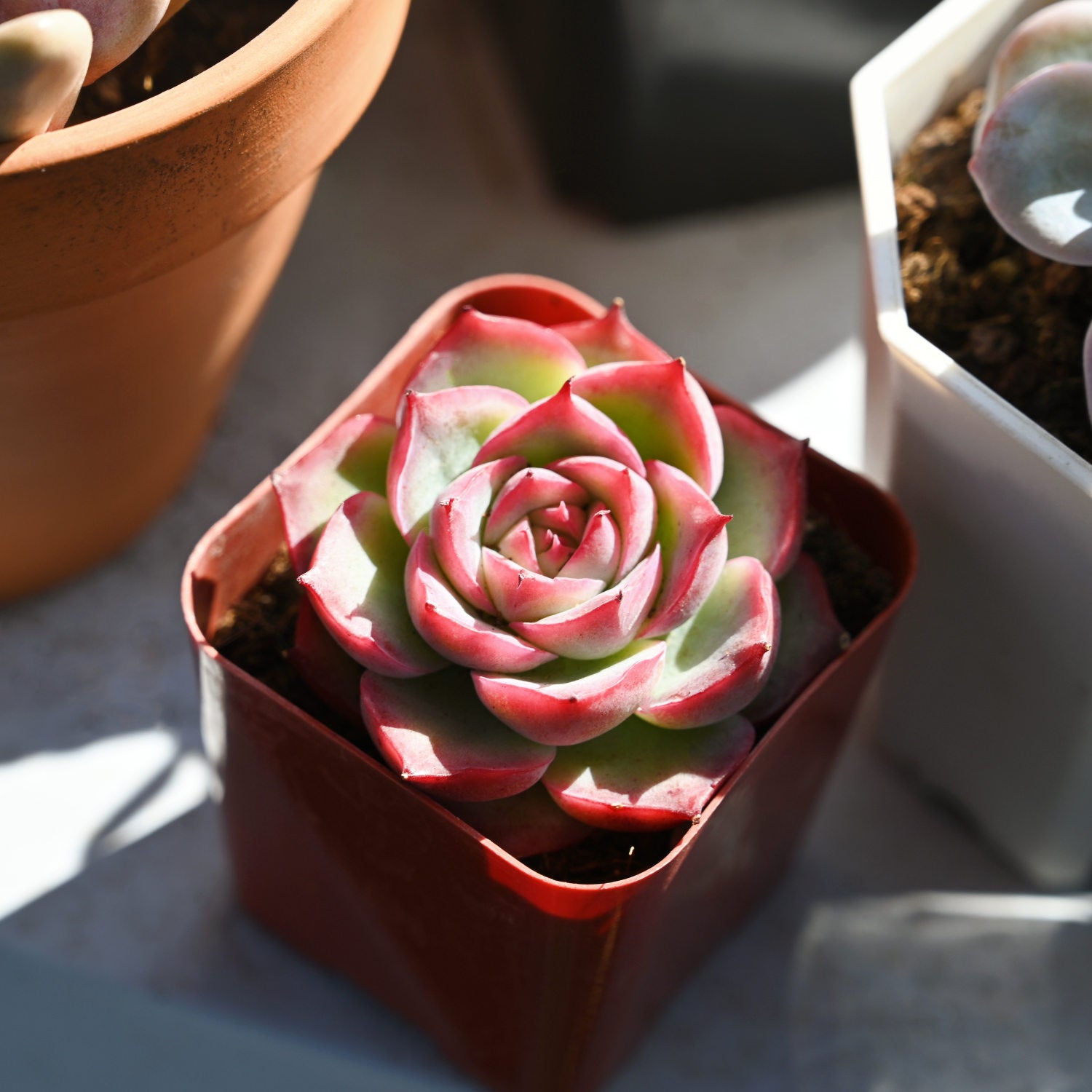 silhouette succulent Echeveria 'Silhouette' 5 Plants
