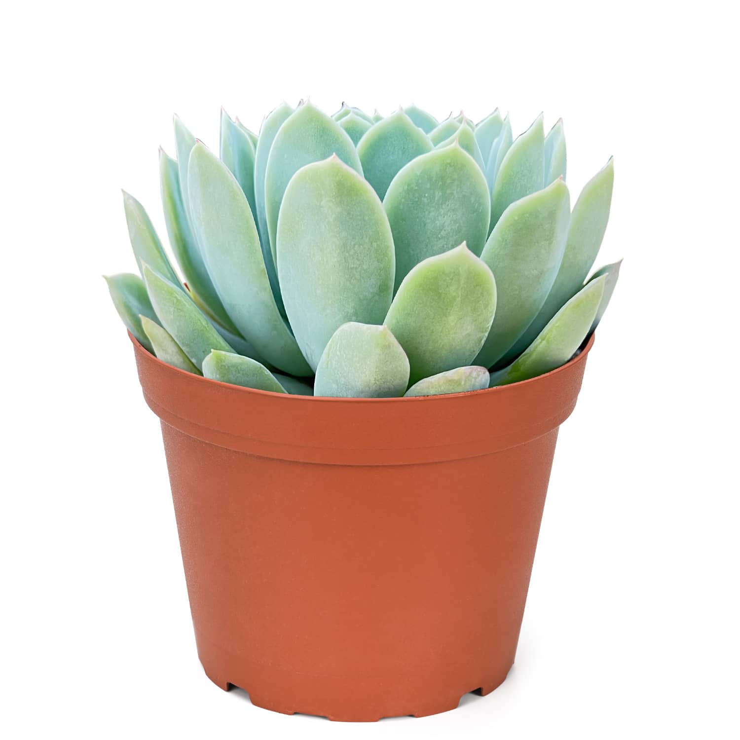 suryeon succulent Echeveria 'Suryeon' (6 inch)