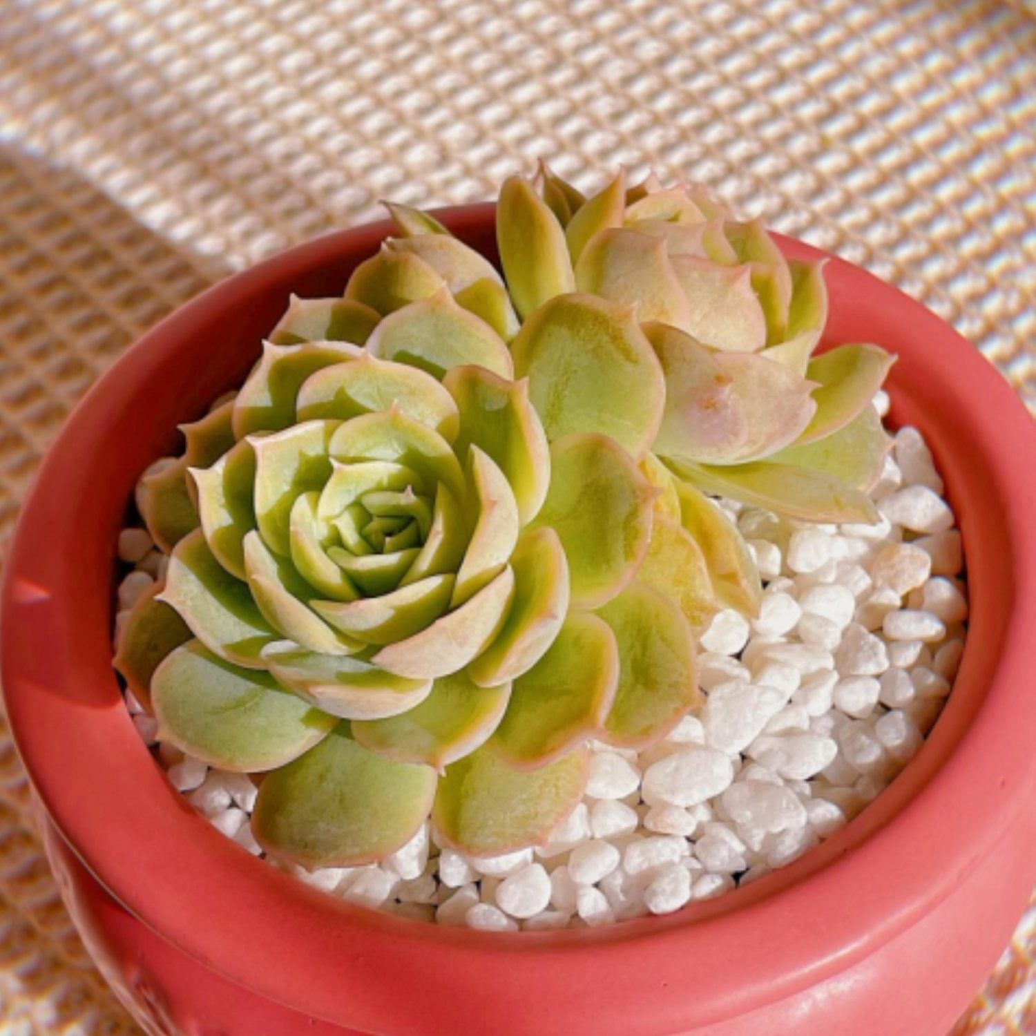 cvs succulents Echeveria cv. Onslow
