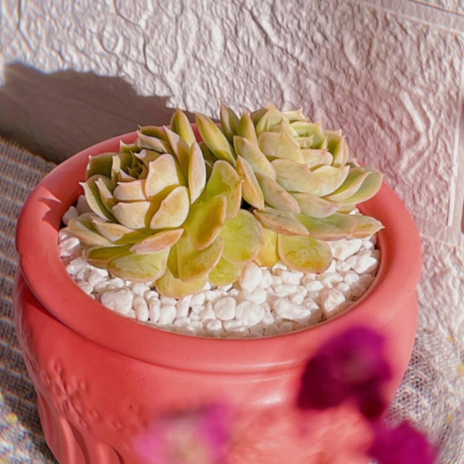 cvs succulents Echeveria cv. Onslow