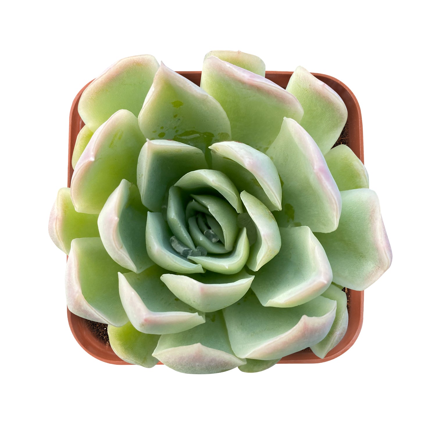 ice lettuce succulent Echeveria Elegans Raspberry Ice