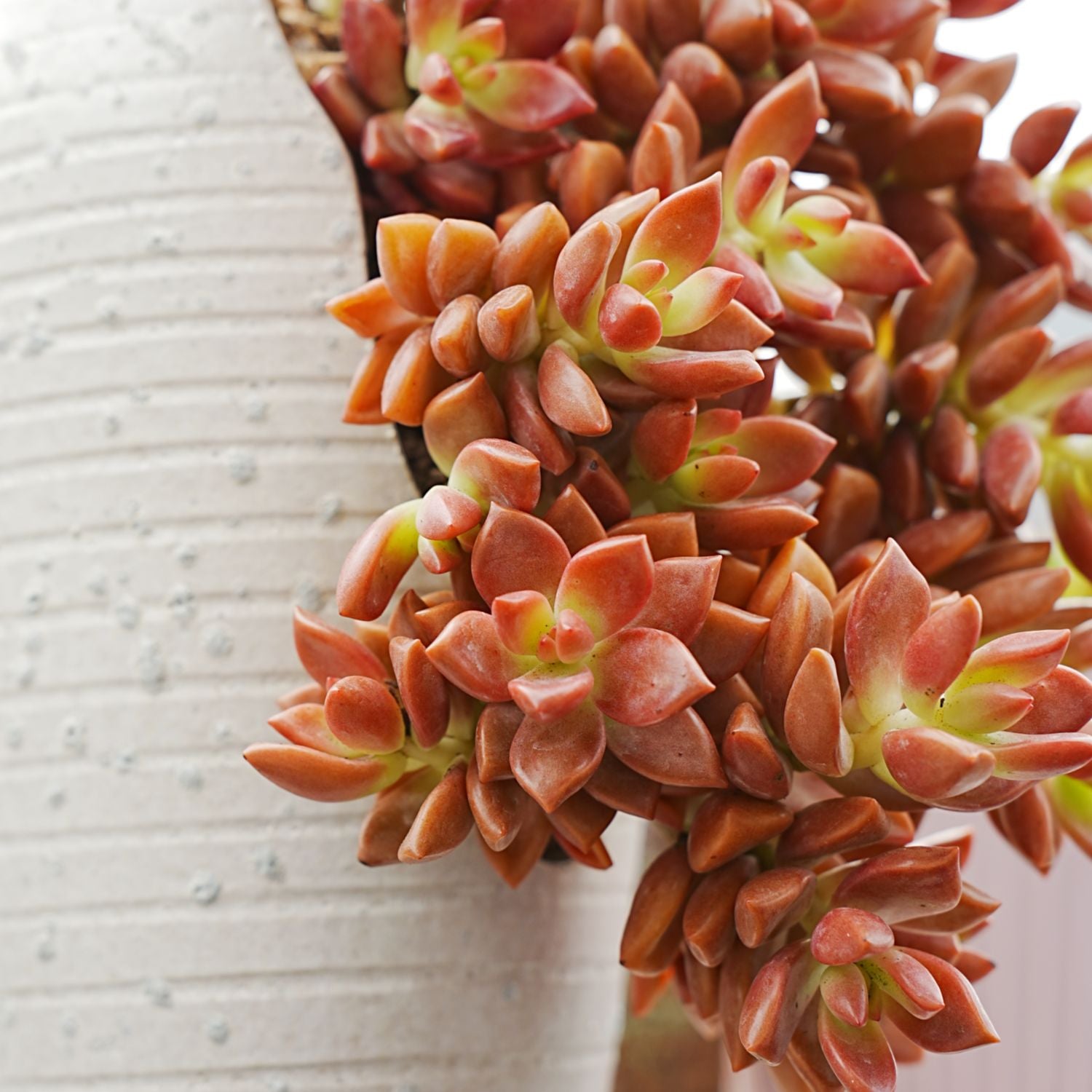 graptosedum bronze succulent Graptopetalum Paraguayense cv.bronze (4 inch) – Thenextgardener