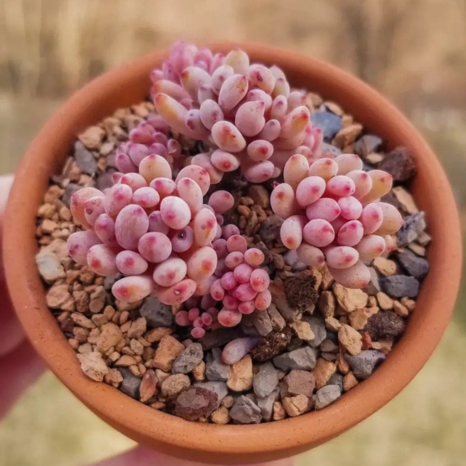 bluebean succulent Graptopetalum pachyphyllum 'Bluebean'