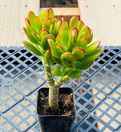 hobbit ear succulent Crassula Ovata 'Hobbit' 3 Plants