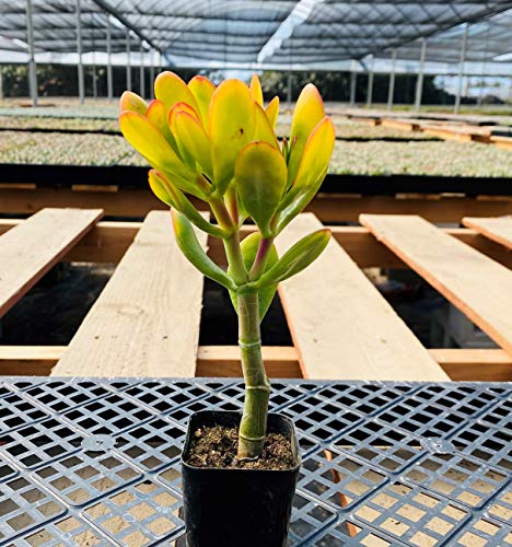hummel's sunset jade plant Crassula Ovata 'Hummel’s Sunset'
