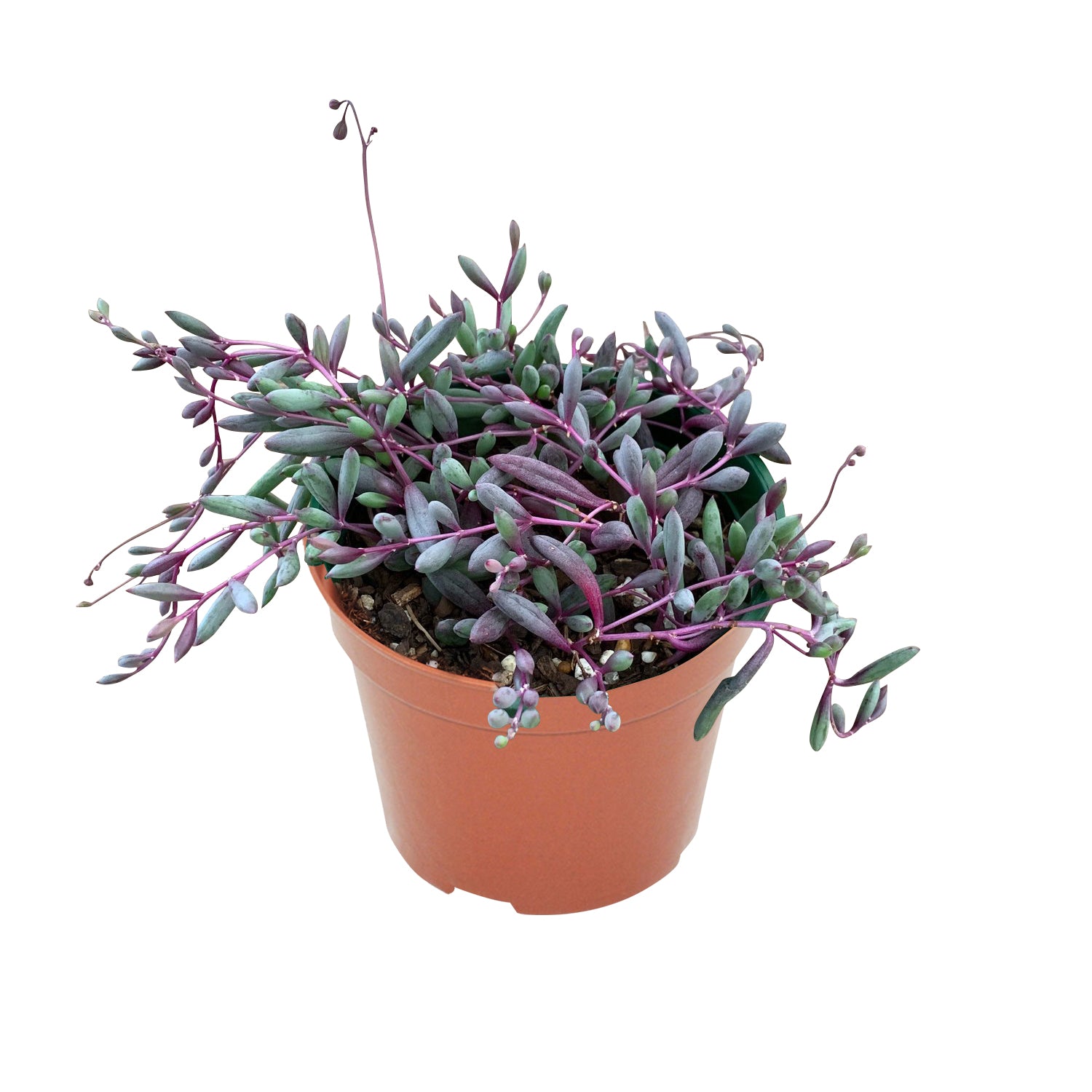 ruby necklace hanging plant Othonna Capensis/Ruby Necklace, Trailing Succulent