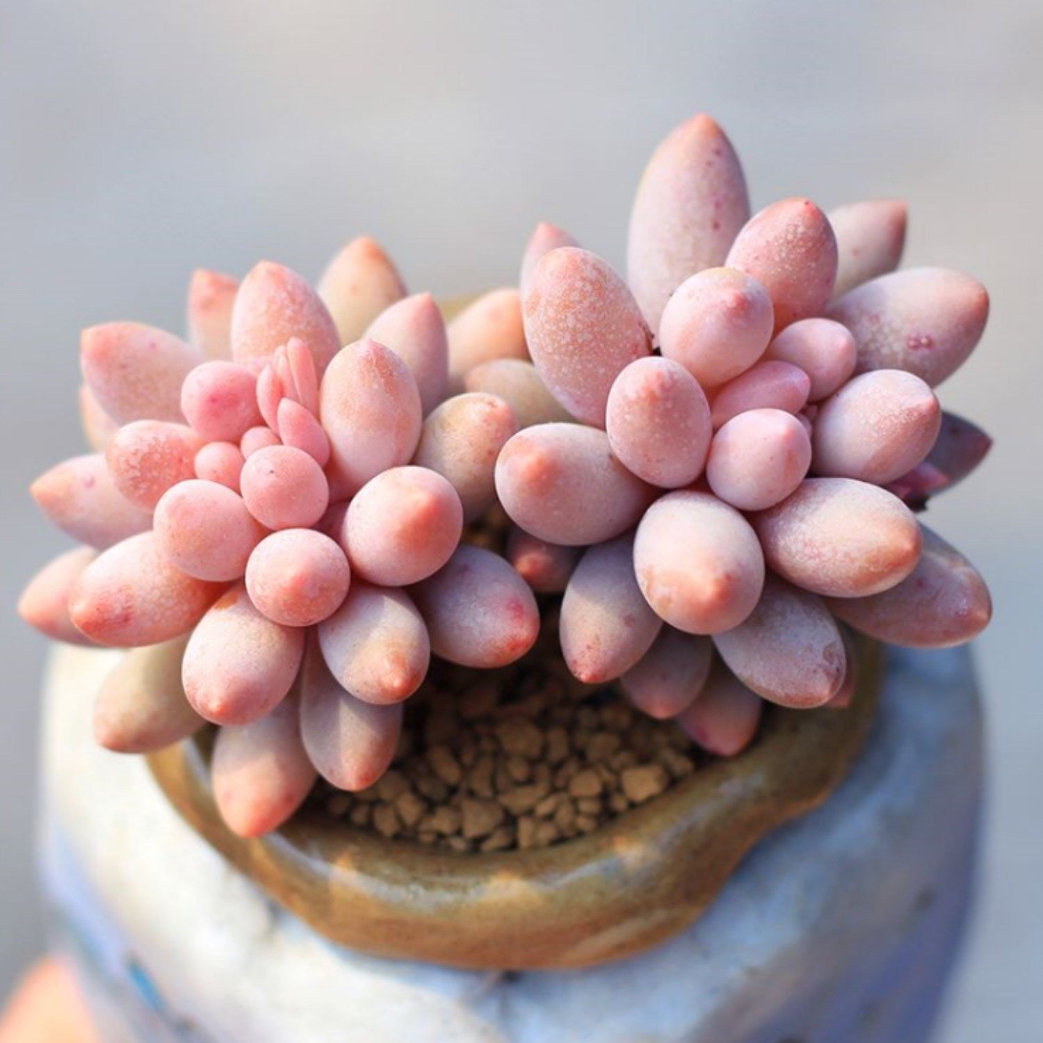 finger succulent Pachyphytum 'Machucae' /Baby finger 40 Plants