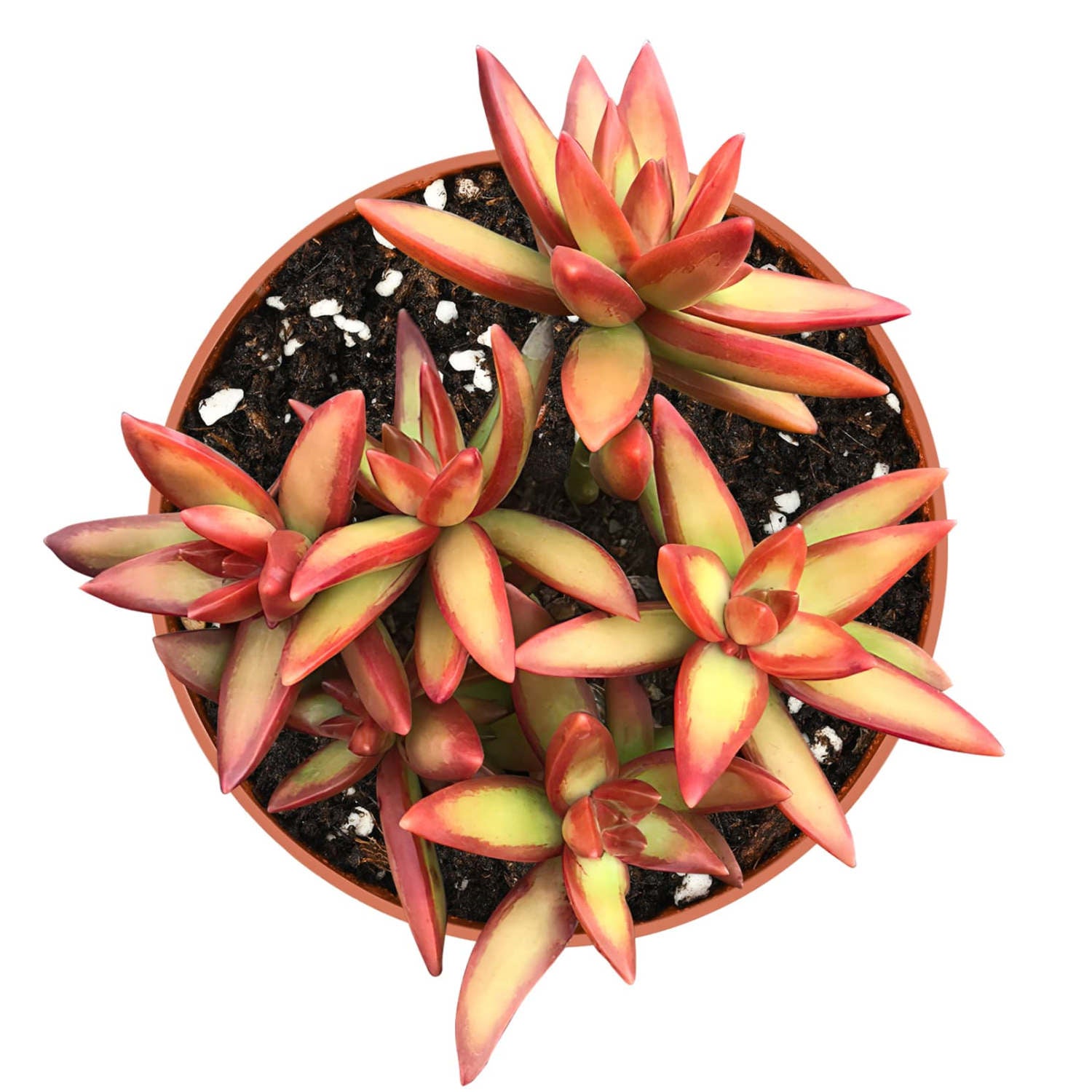 adolfi succulent Sedum Adolphi 'Firestorm' Cluster (4 inch) Nursery pot