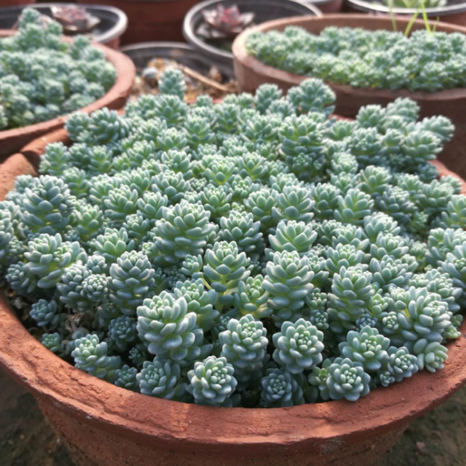 major succulent Sedum Dasyphyllum 'Major' (4 inch)