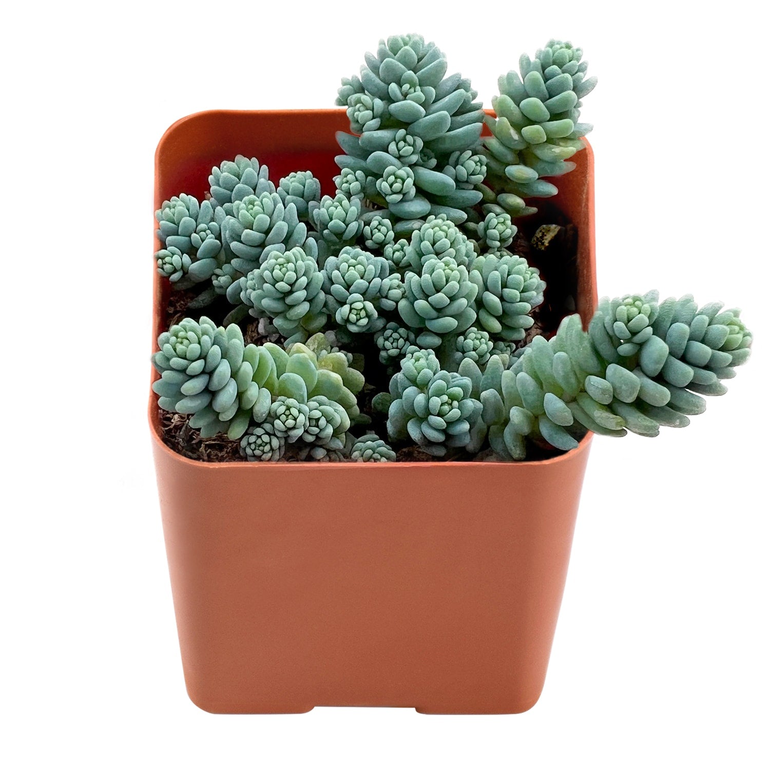 sedum major succulent Sedum Dasyphyllum 'Major'