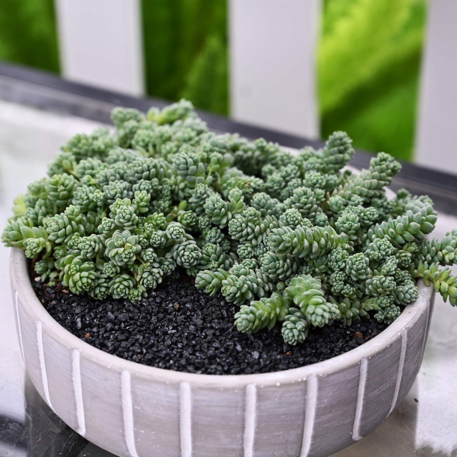 major succulent Sedum Dasyphyllum 'Major'