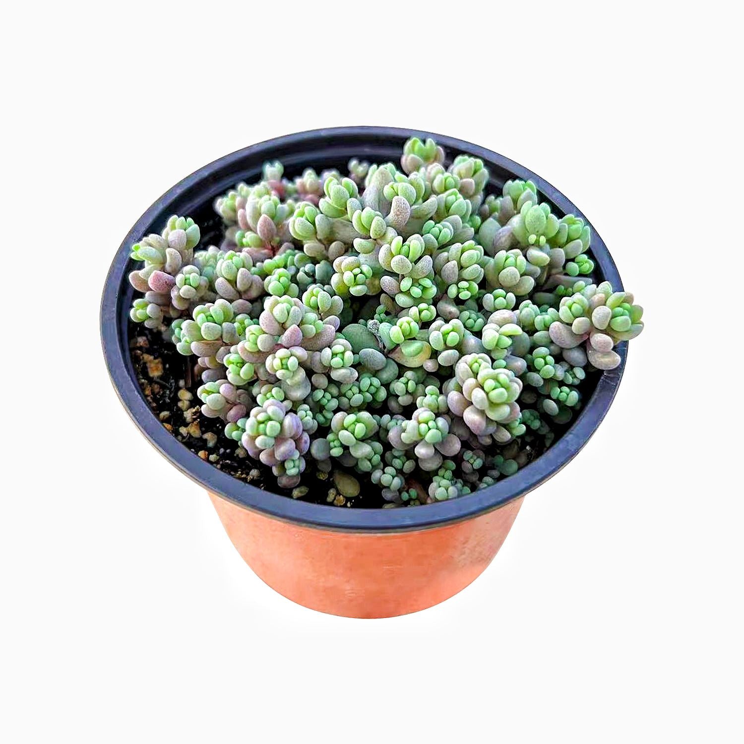 minor succulent Sedum Dasyphyllum 'Minor'/Corsican Stonecrop (4 inch)