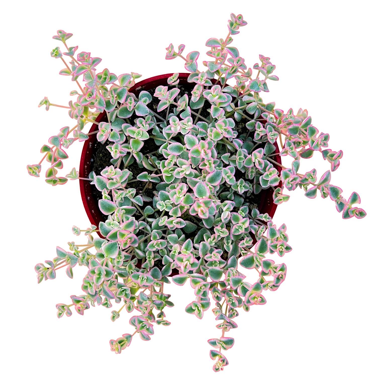 missy succulent Sedum Little Missy - Variegated (4 inch)