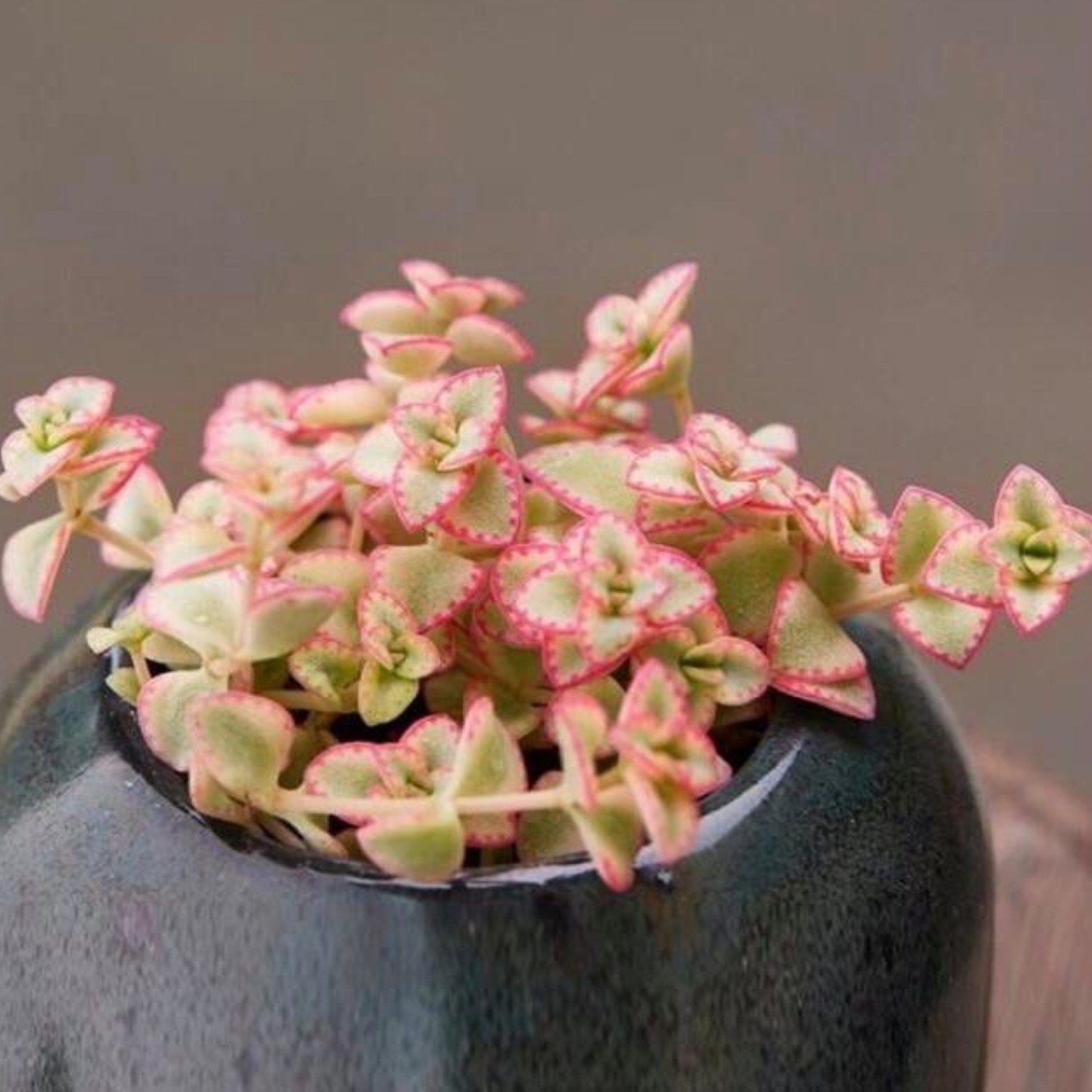 little missy sedum succulent Sedum Little Missy