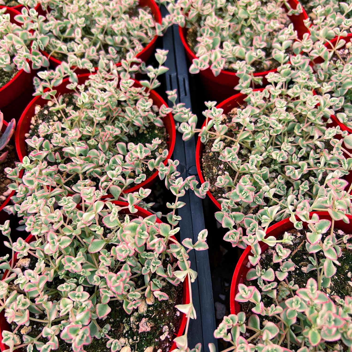 little missy sedum succulent care Sedum Little Missy - Variegated (4 inch)