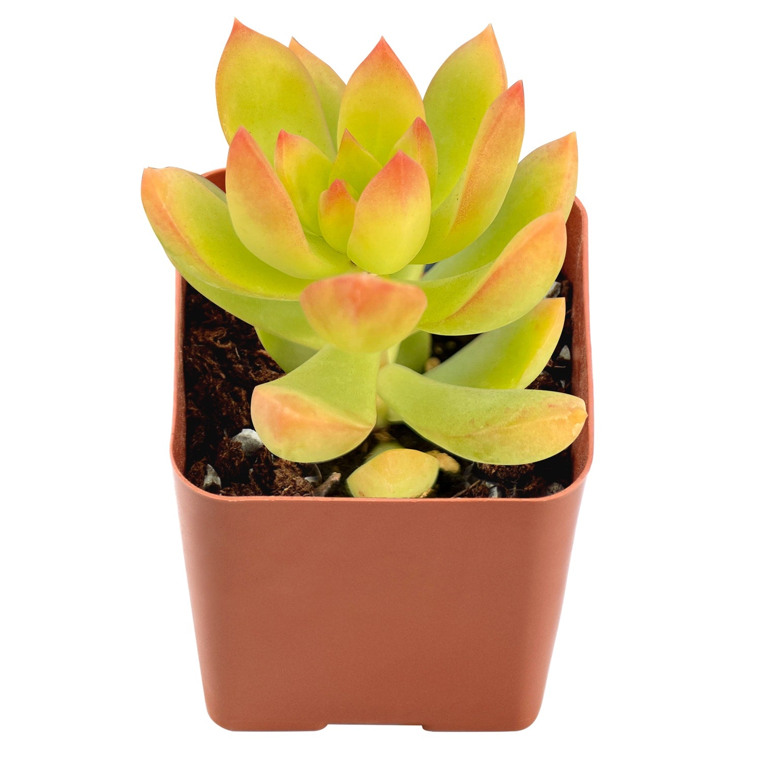 adolphi succulent Sedum 'Golden Glow' / Sedum adolphi 'Golden Glow'