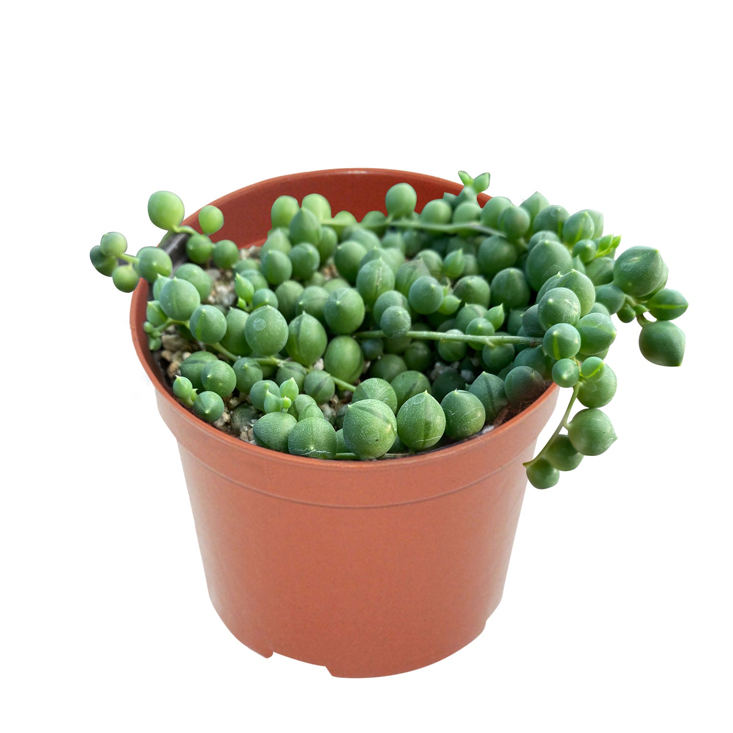 String of Pearls / Senecio Rowleyanus (4 inch) 10 Plants / Nursery pot