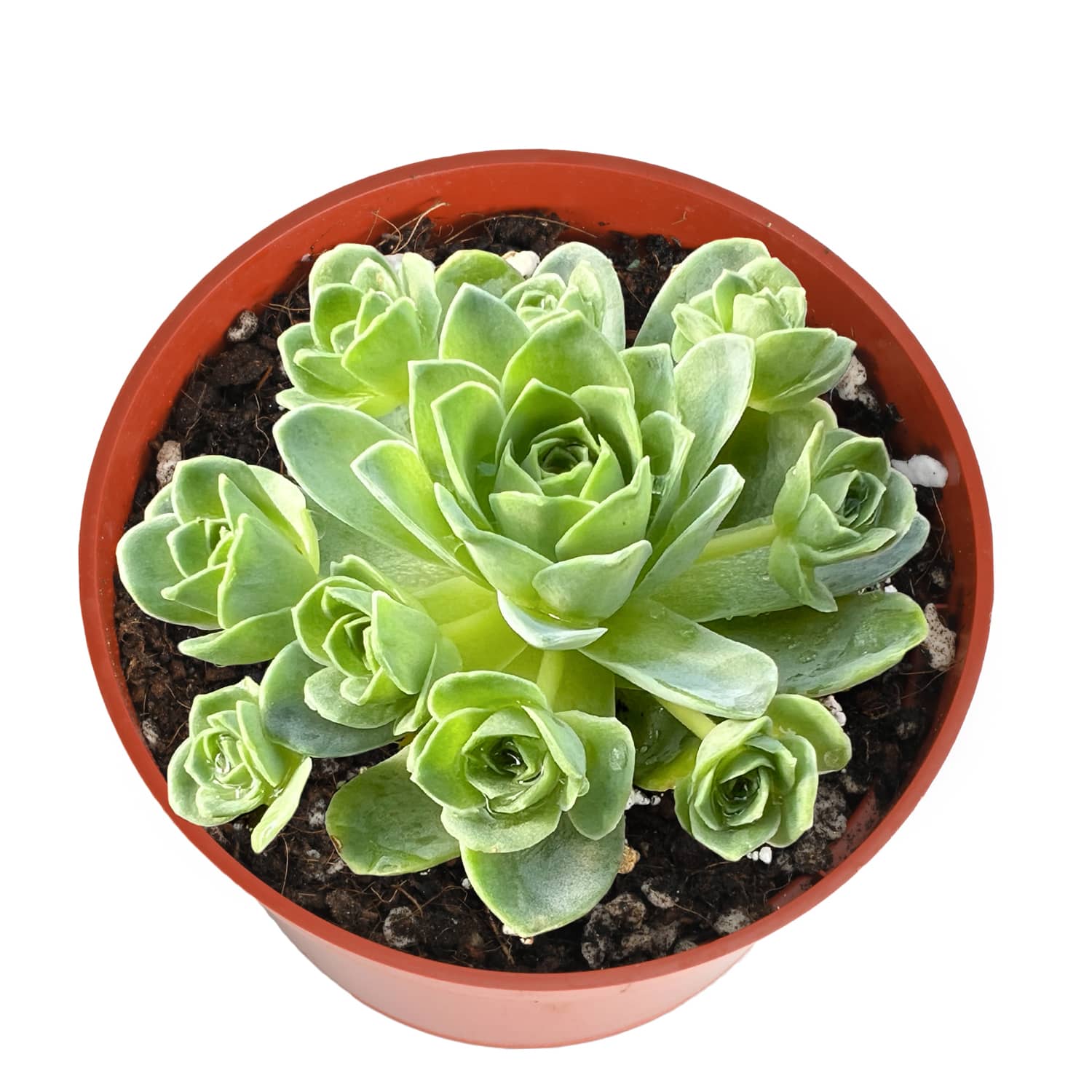 greenovia dodrantalis succulent Aeonium Dodrantale / Greenovia Dodrantalis