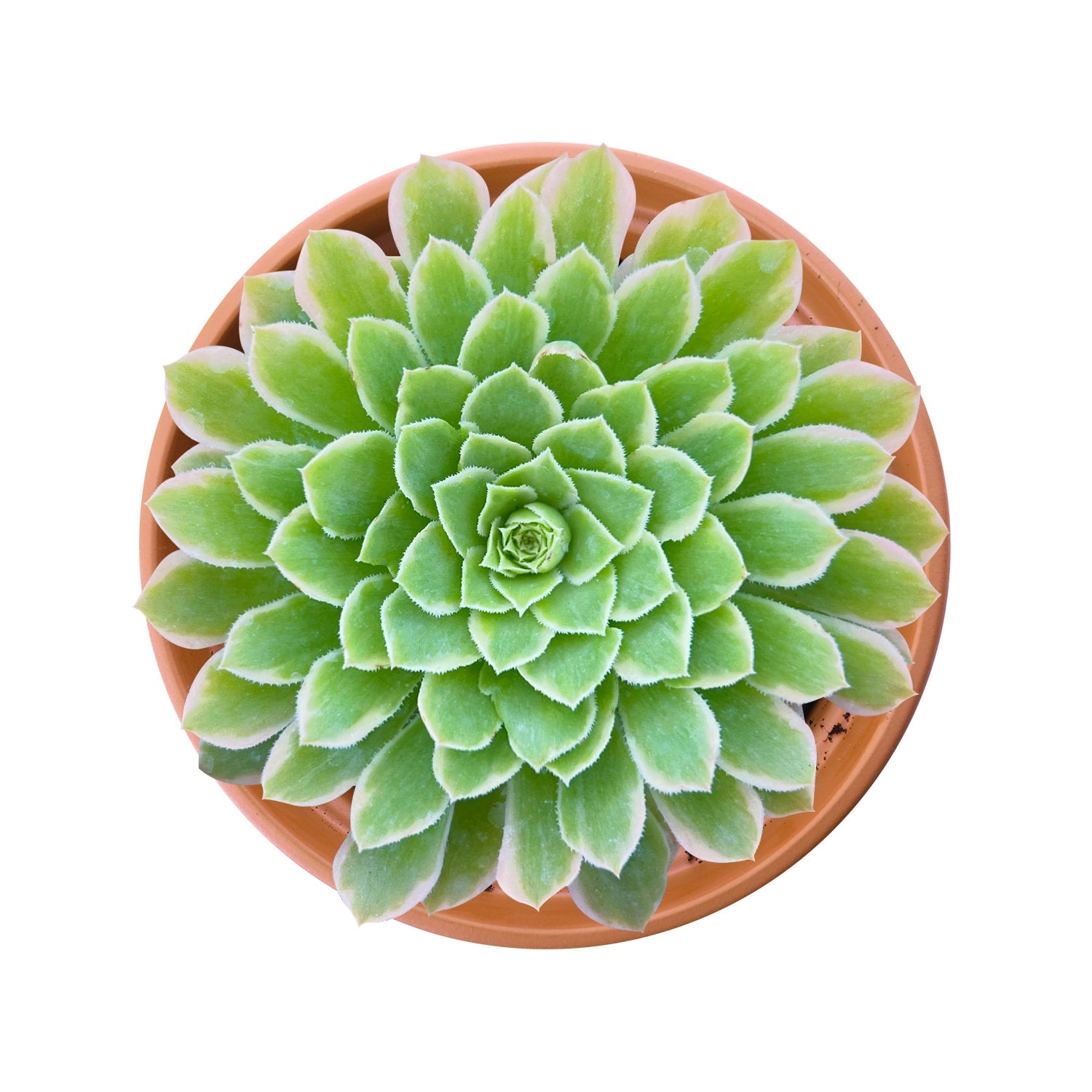 emerald ice succulent Aeonium 'Emerald Ice' (4 inch) – Thenextgardener