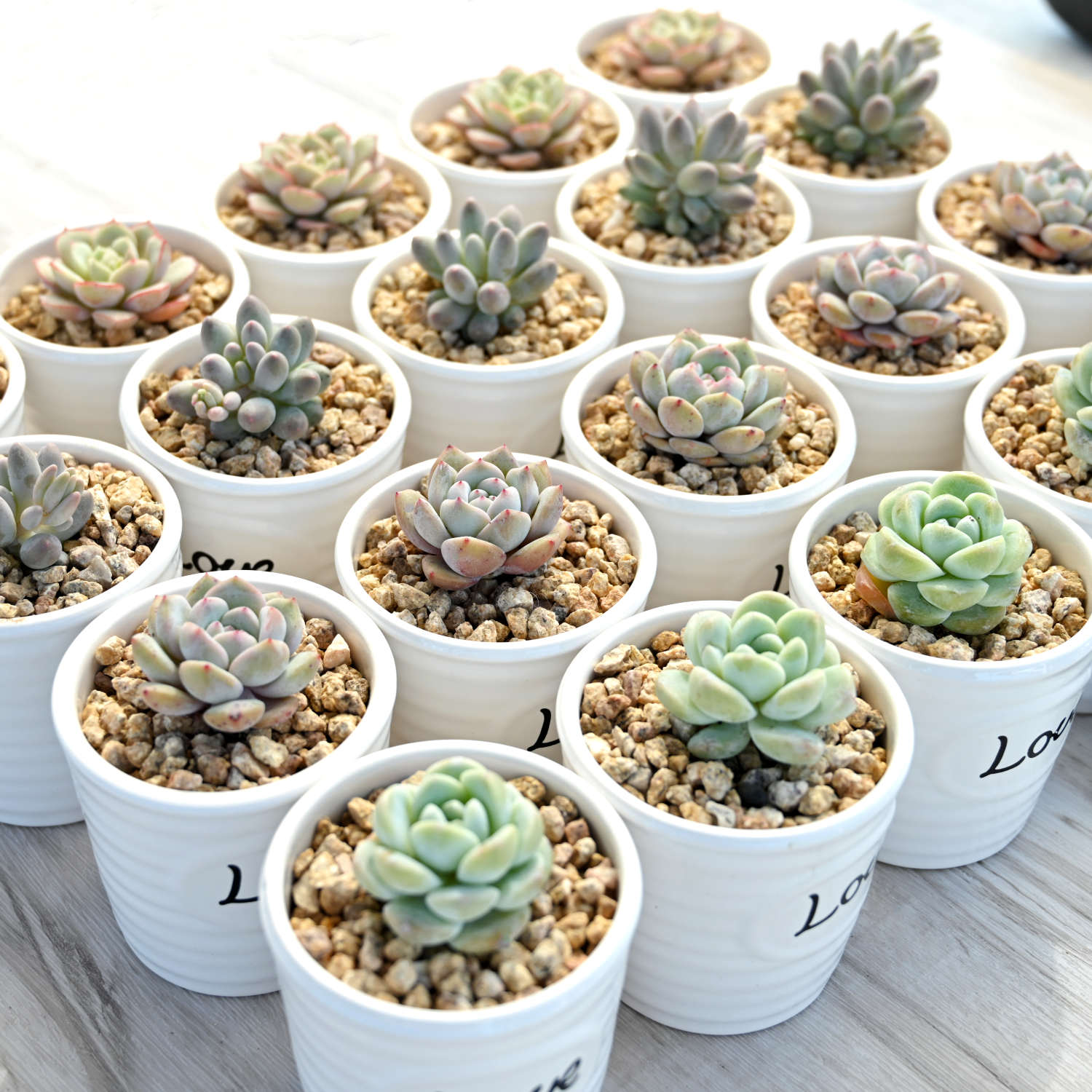 small pots for succulents bulk Love Mini Succulent Favors Ceramic